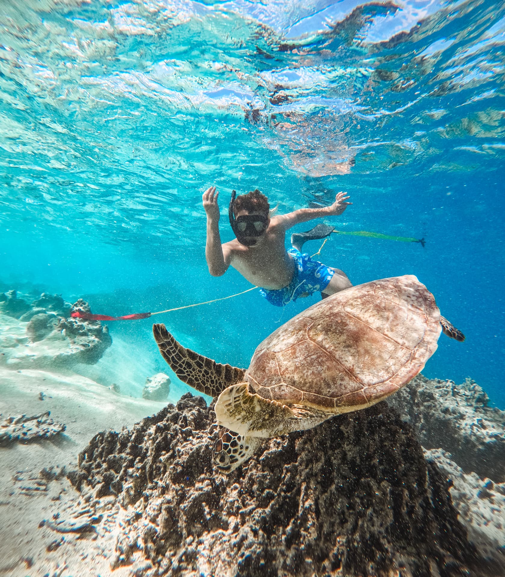 Young snorkeller swimming above a green sea turtle on the reef