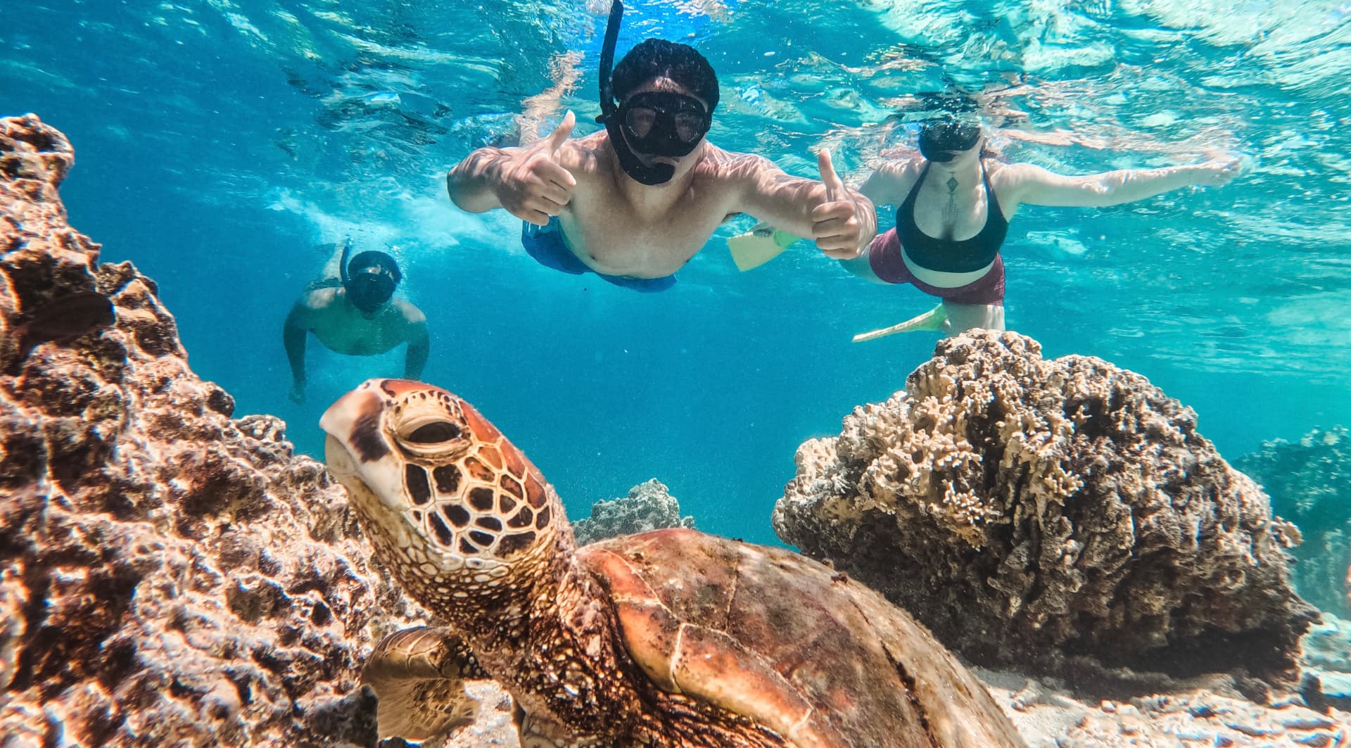 Close-up of a green sea turtle in Rarotonga's lagoon