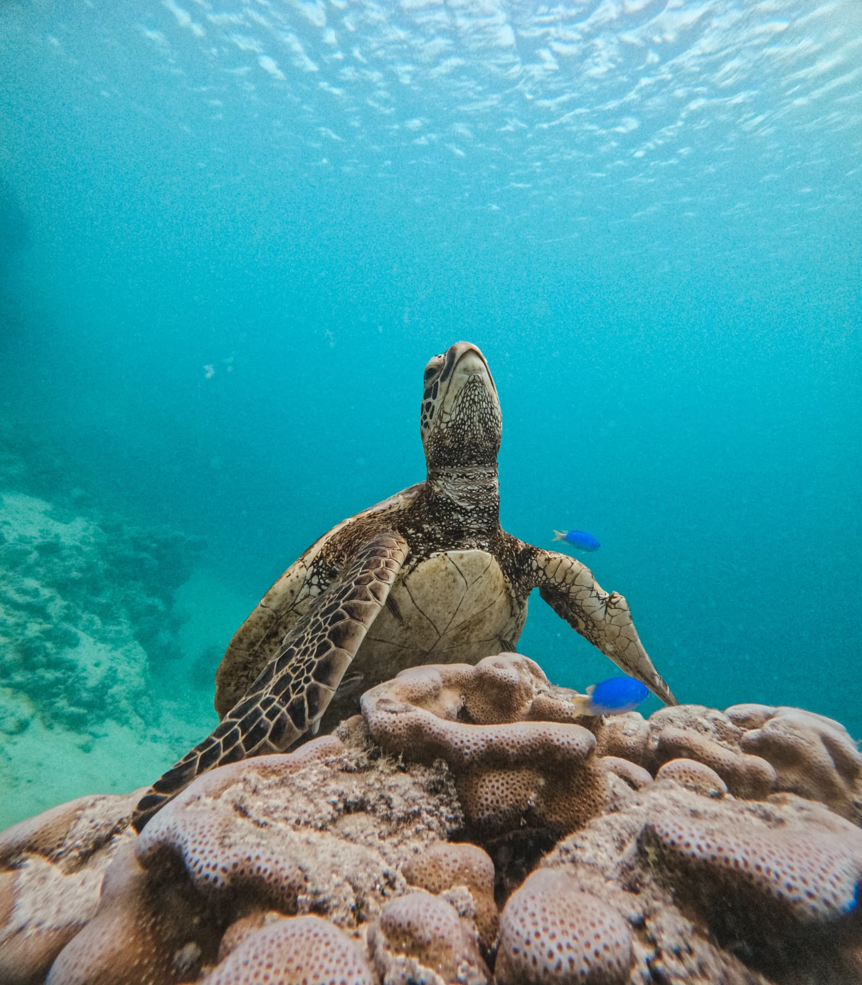 Green sea turtle resting on coral with bright blue reef fish