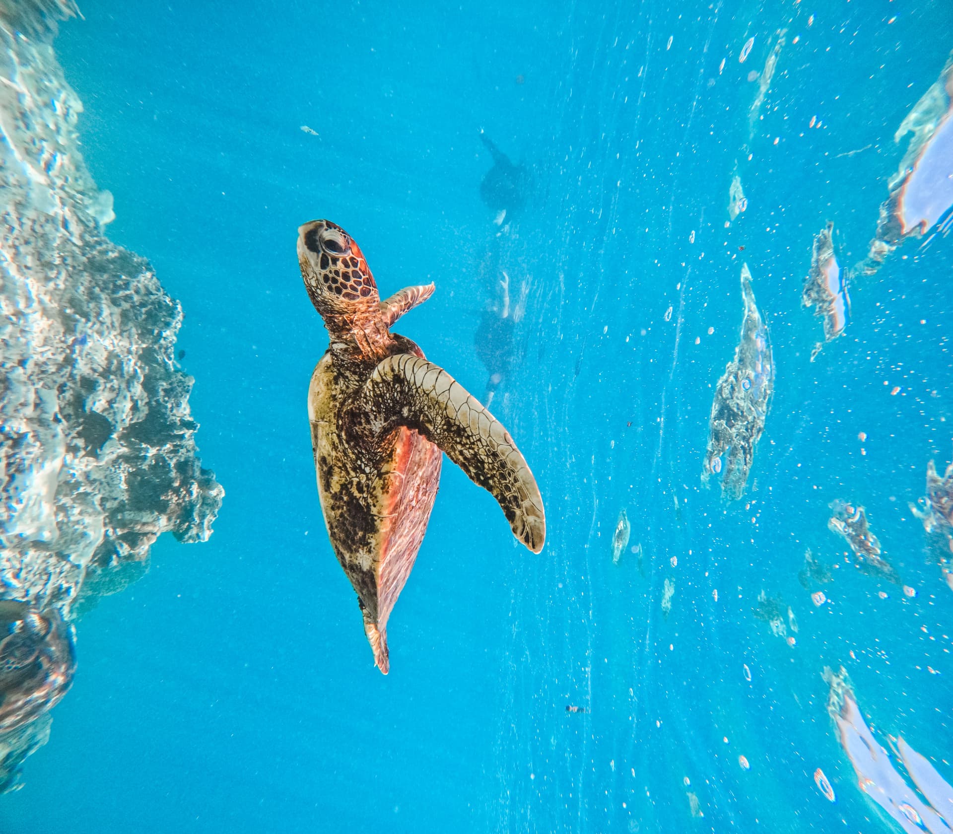 Green sea turtle swimming through open blue water