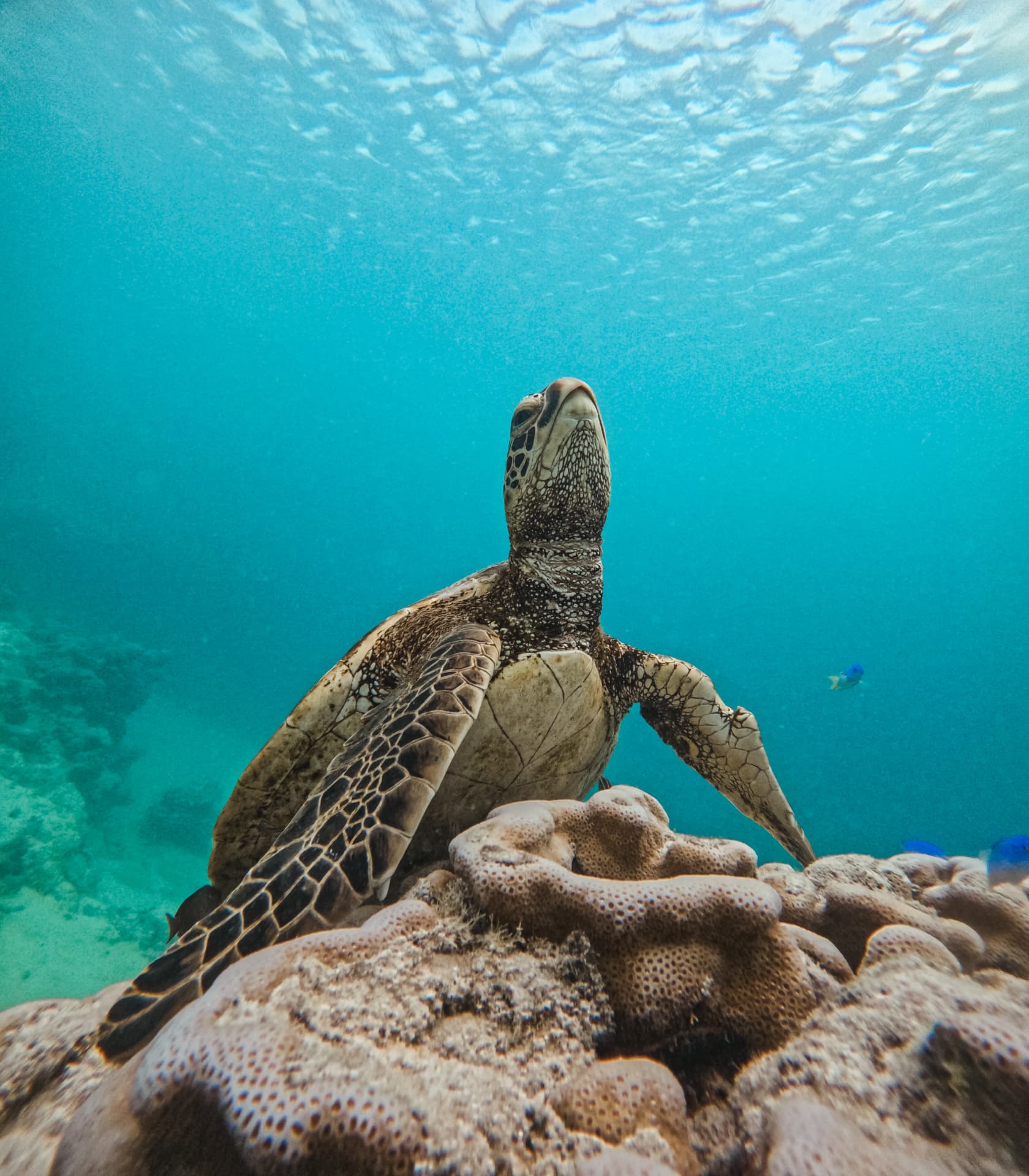 Green sea turtle looking upward from a coral head