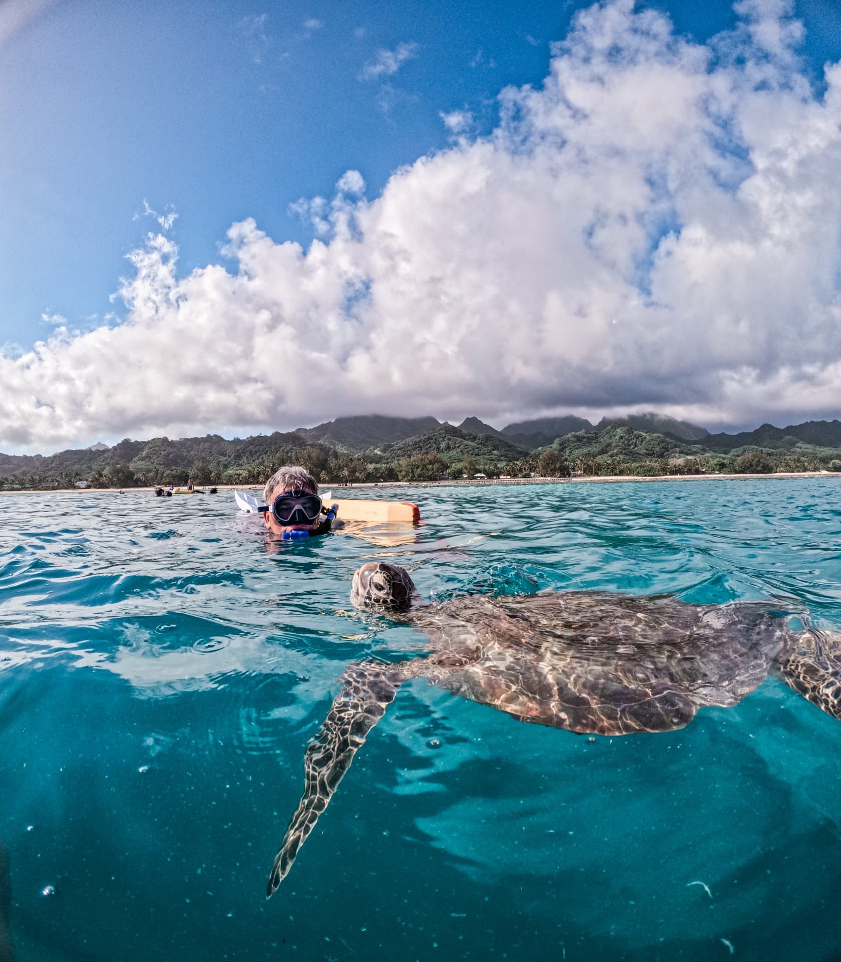 Turtle surfacing beside a guide with the island behind
