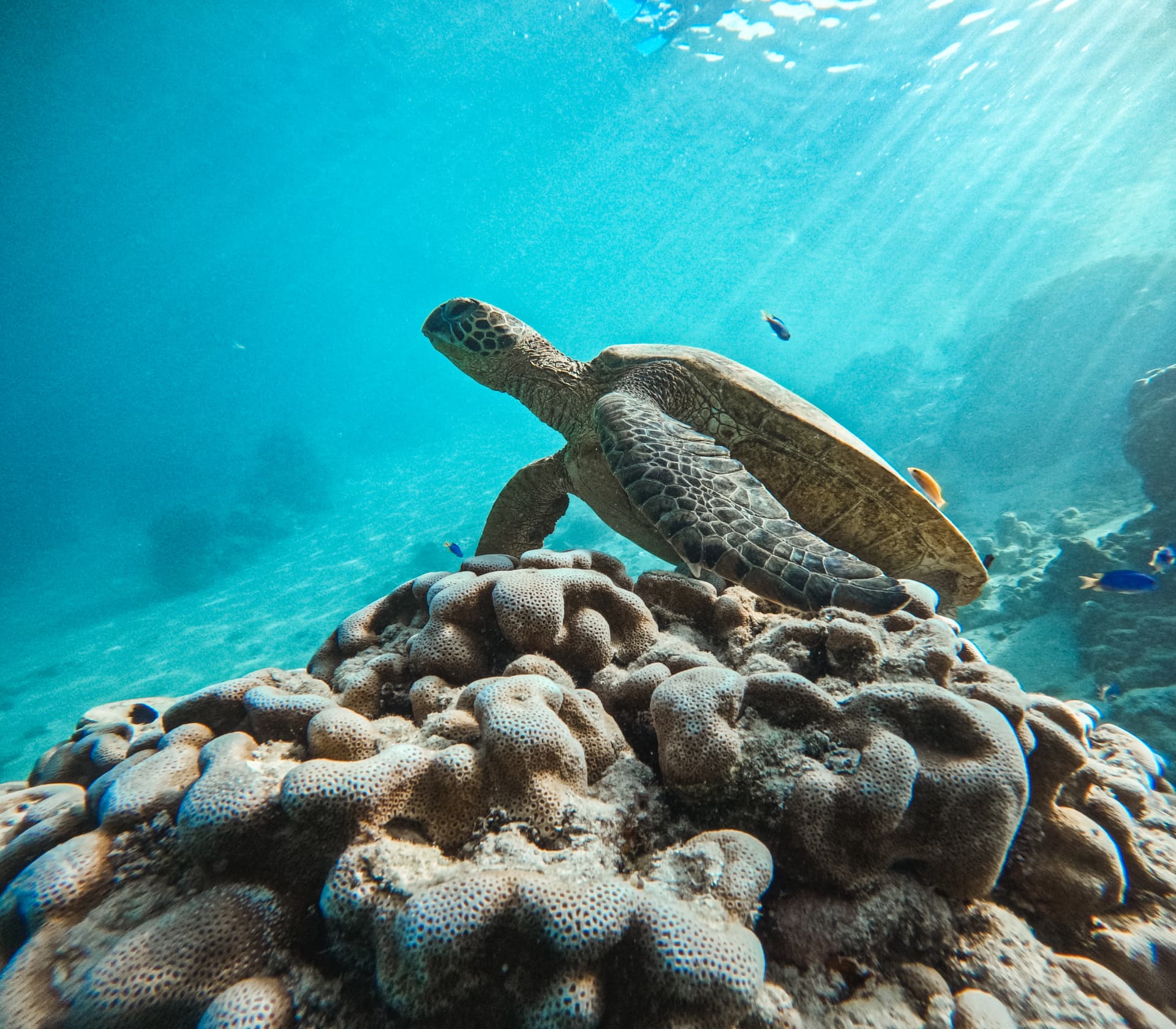 Green sea turtle cruising over coral in shafts of sunlight
