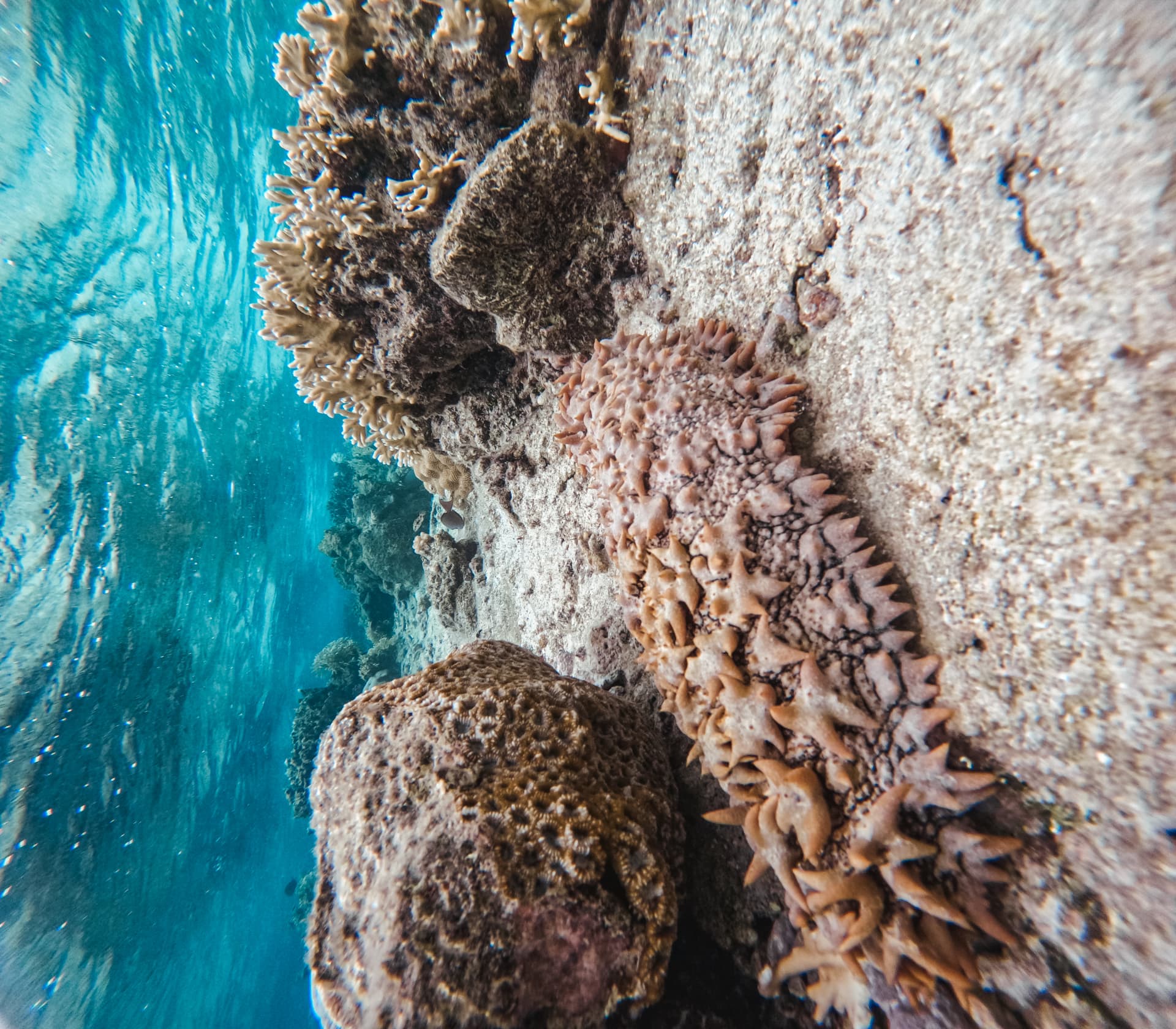 Sea cucumber and coral heads along the lagoon reef edge