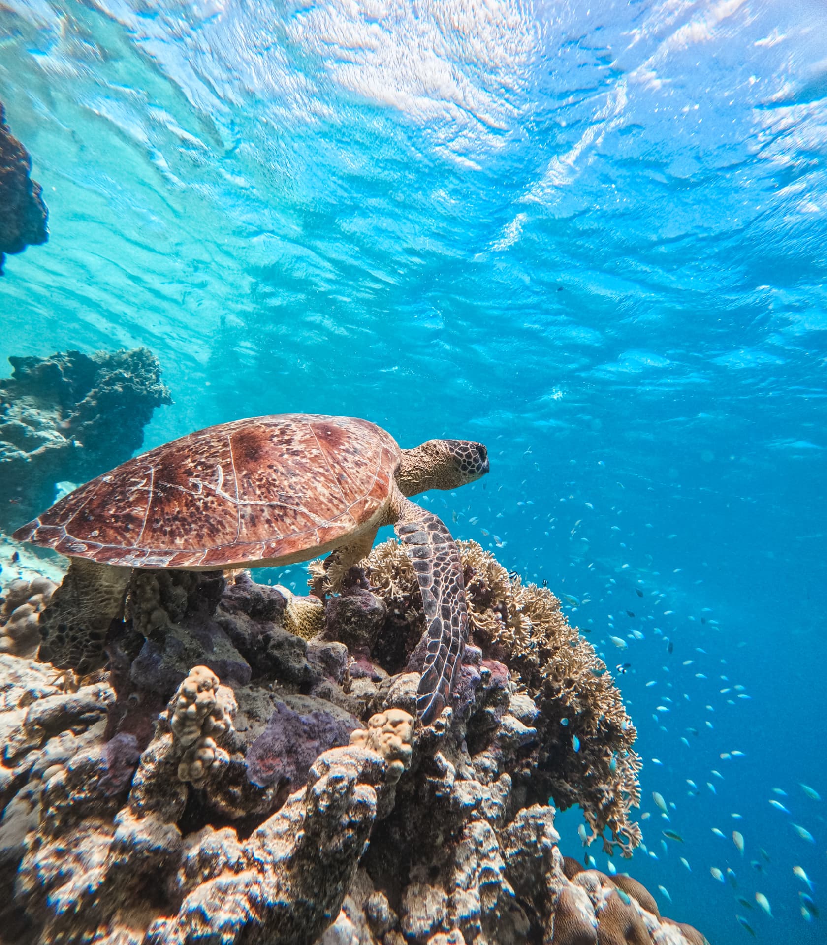 Wide reef view of a sea turtle among coral and reef fish