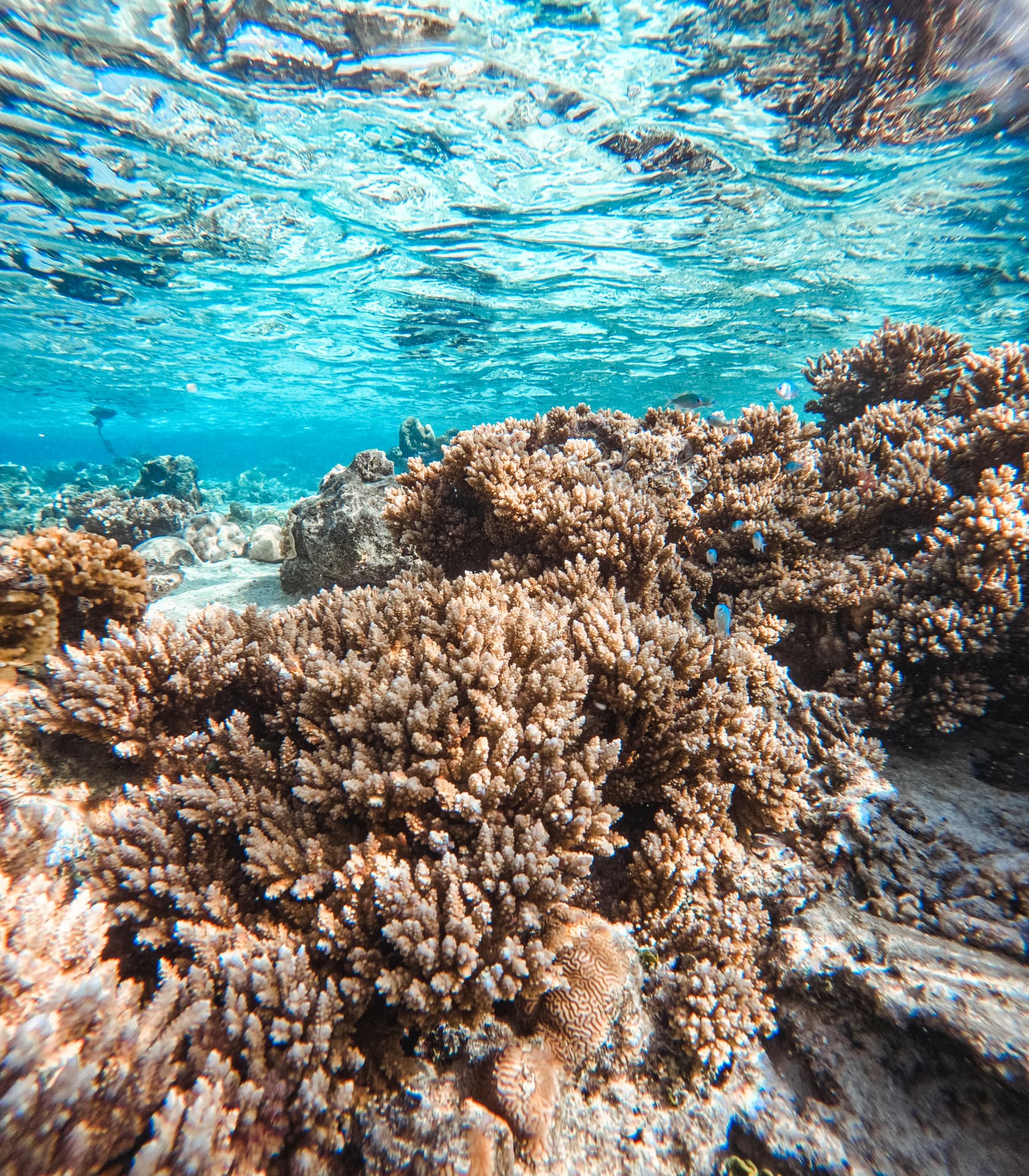 Branching coral garden in the shallow Rarotonga lagoon