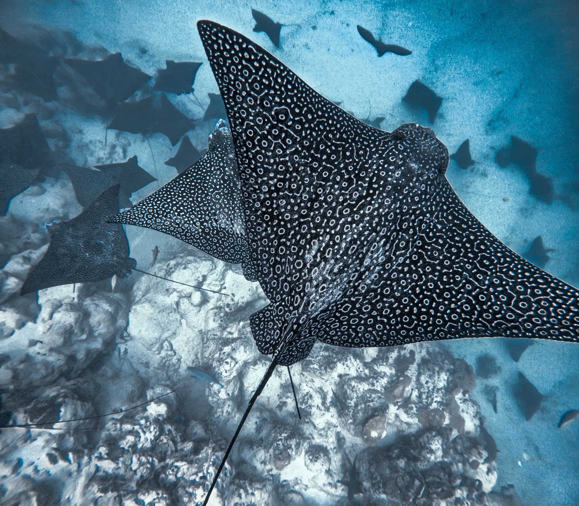 Spotted eagle ray gliding overhead above a school of rays