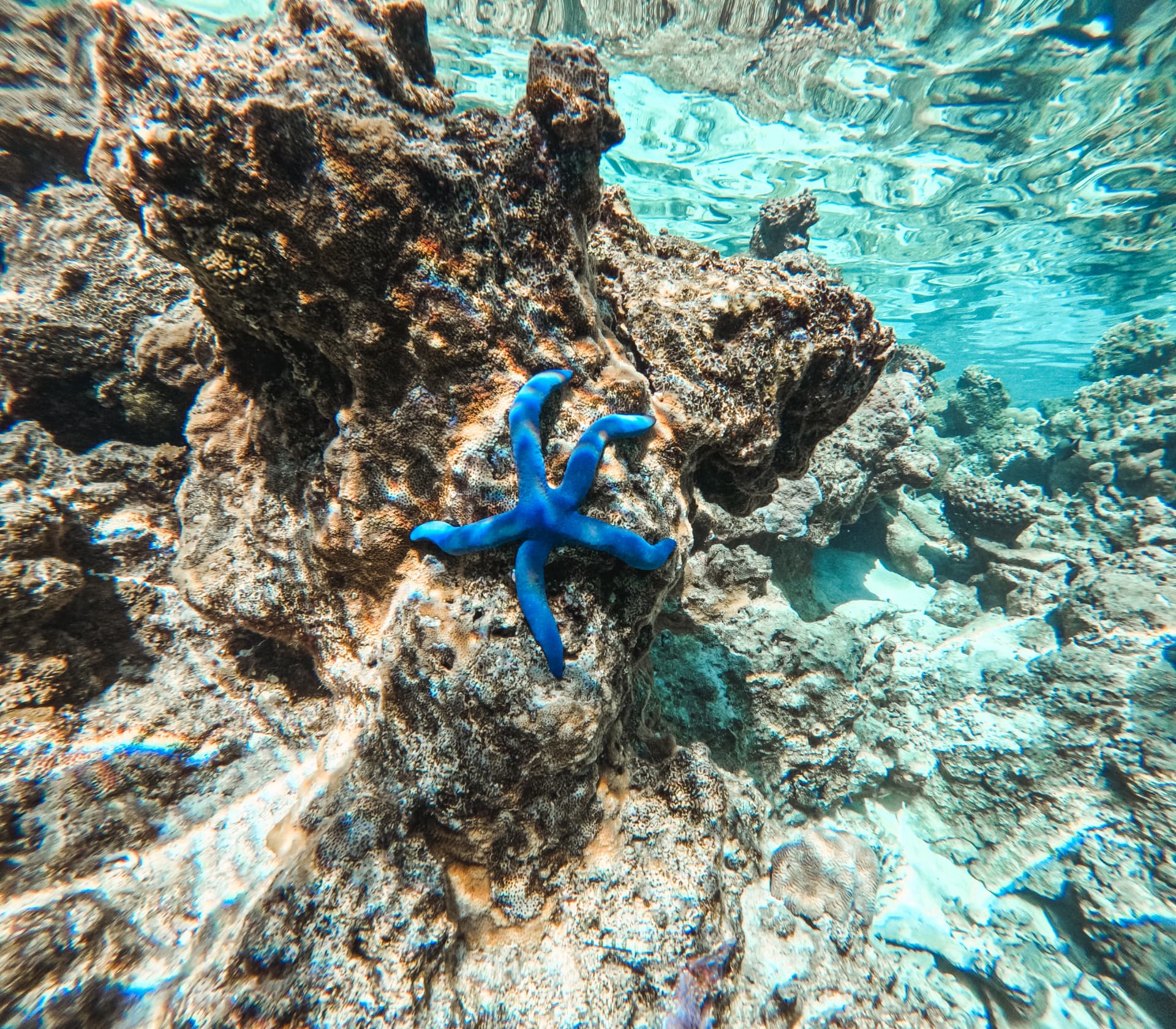 Bright blue starfish resting on the shallow reef