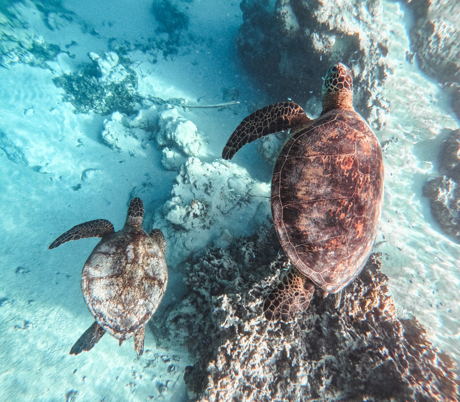 Two green sea turtles gliding over the shallow reef