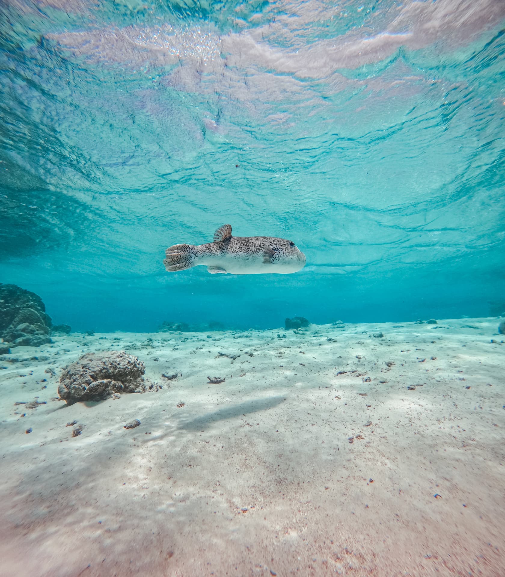 Spotted pufferfish drifting over white sand in the lagoon