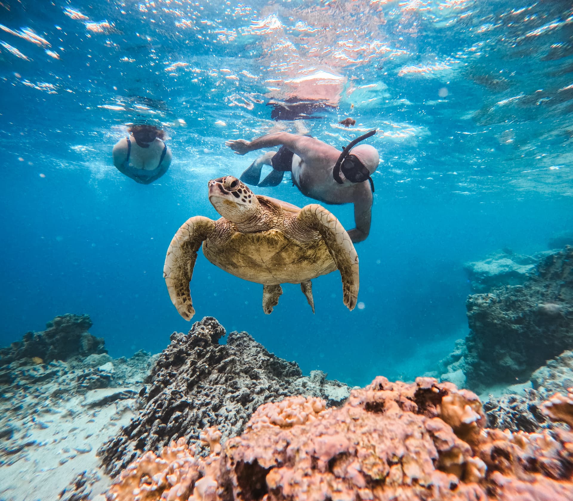 Green sea turtle gliding beneath two snorkellers near the surface