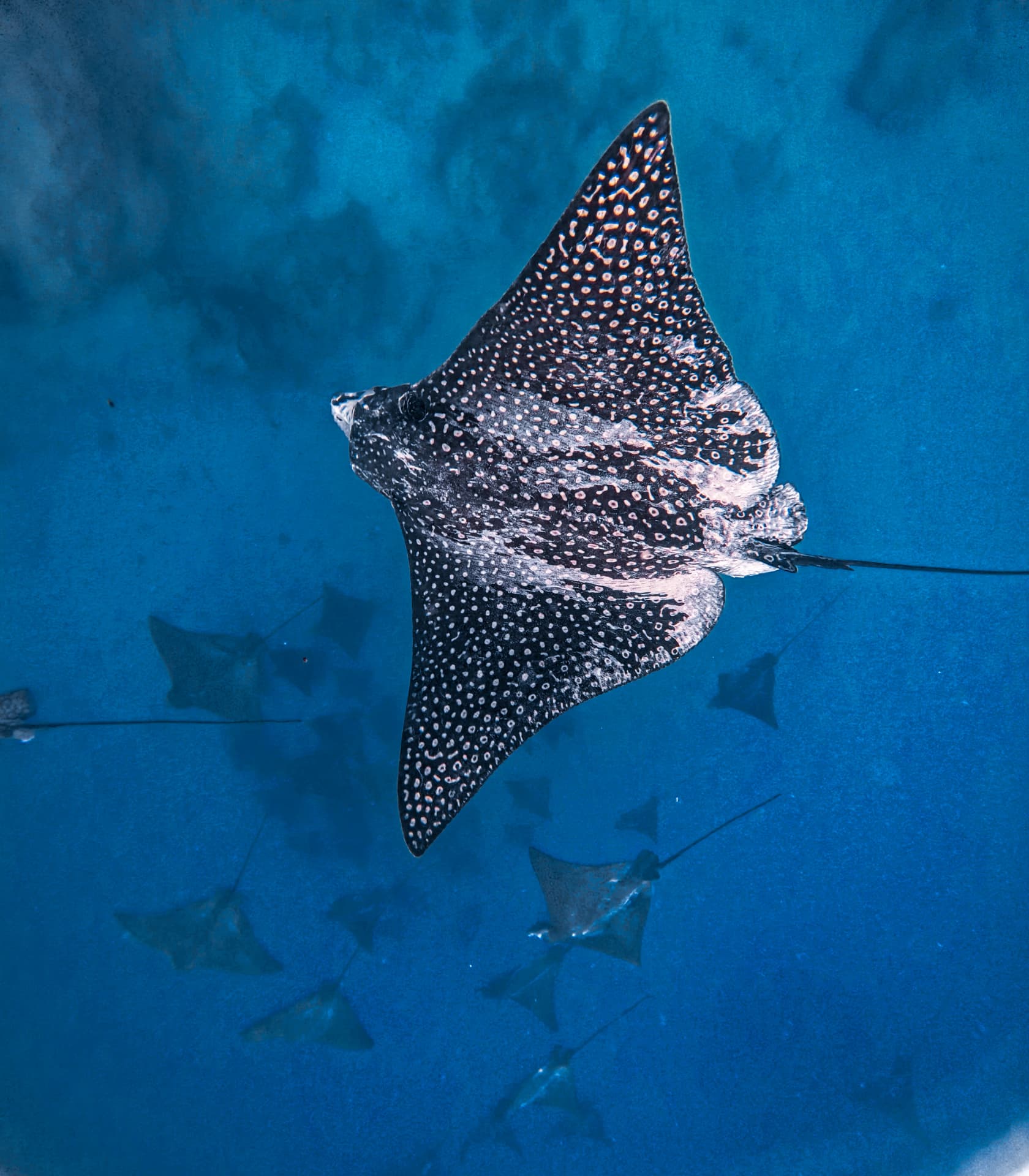 Spotted eagle ray gliding through deep blue water off Rarotonga