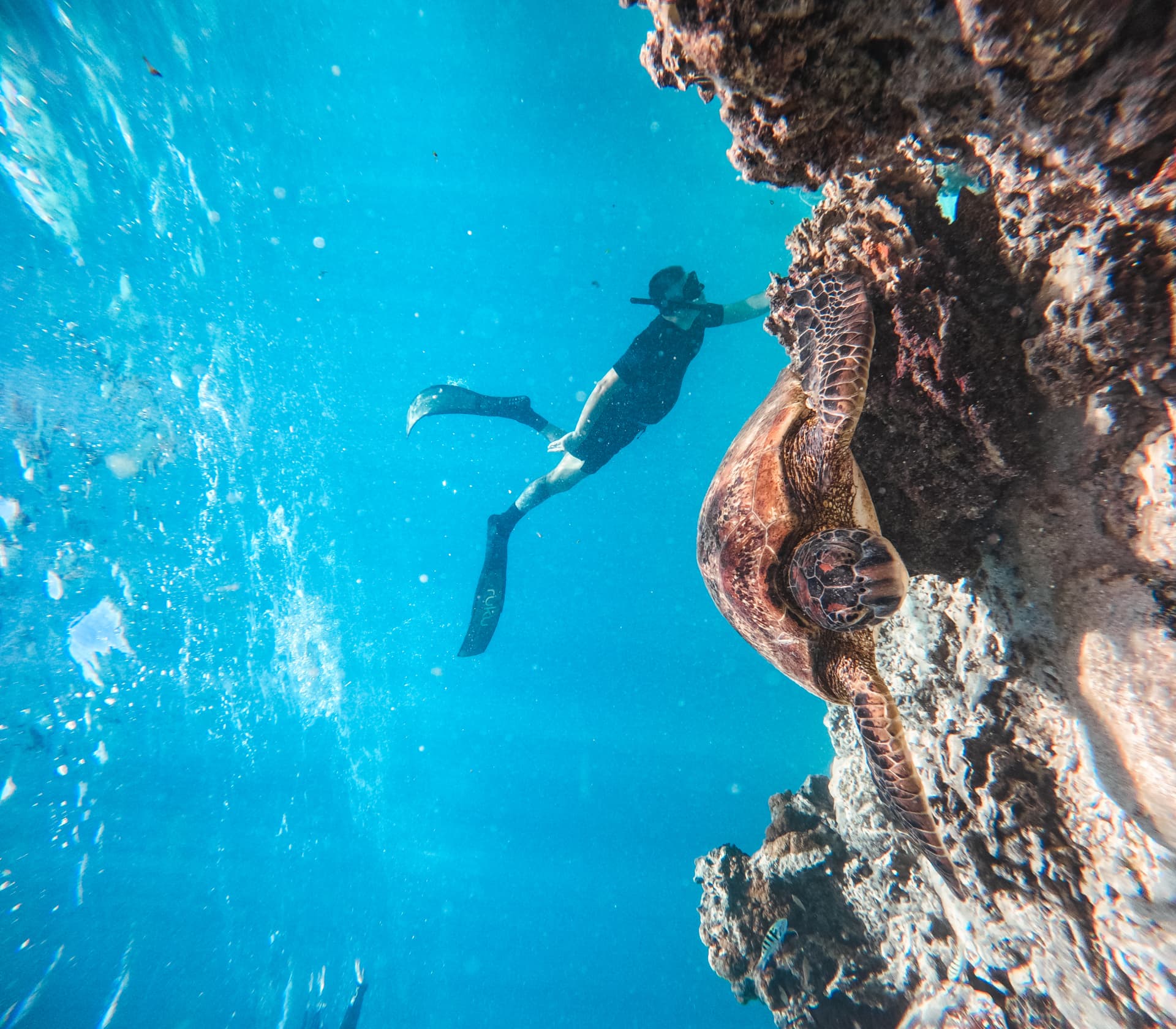 Freediver gliding past a turtle on the reef wall