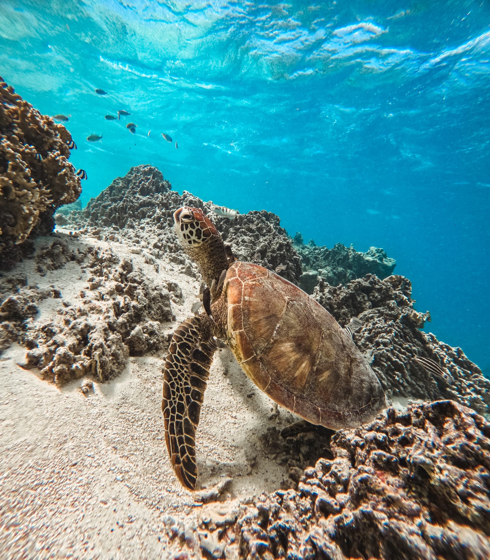 Green sea turtle gliding over sand beside the coral garden
