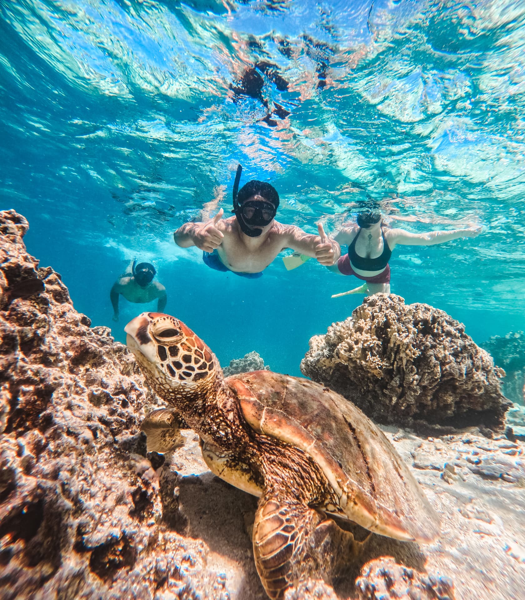 Snorkellers giving thumbs up above a green sea turtle on the reef