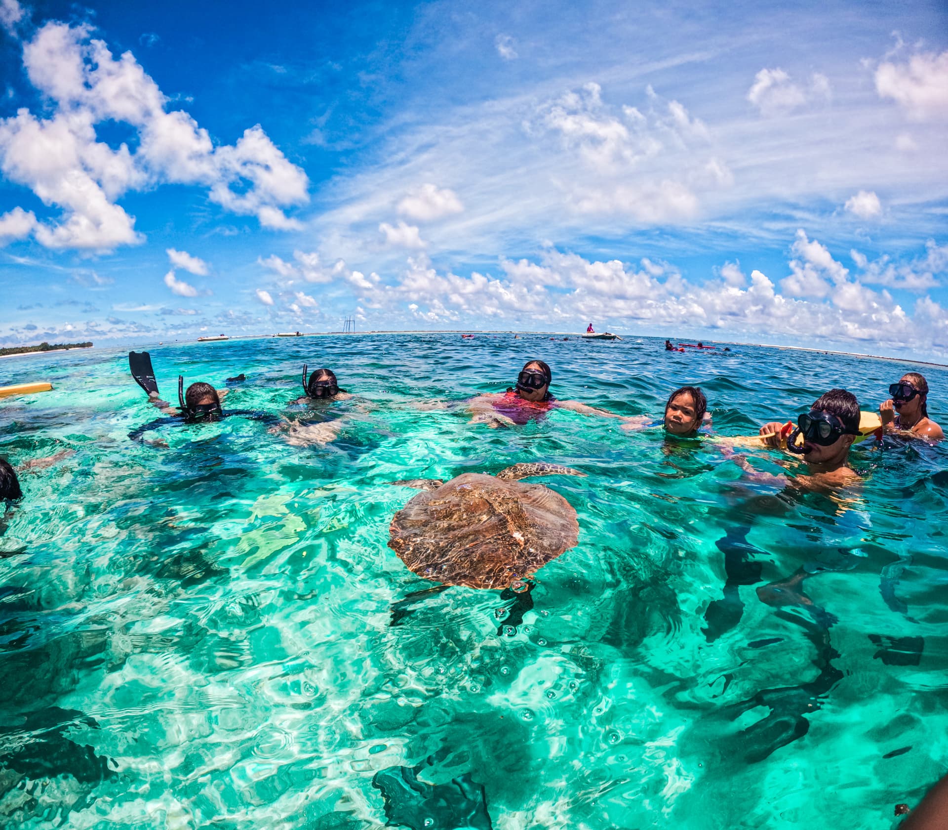 Sea Pace group at the surface as a green sea turtle swims beneath them