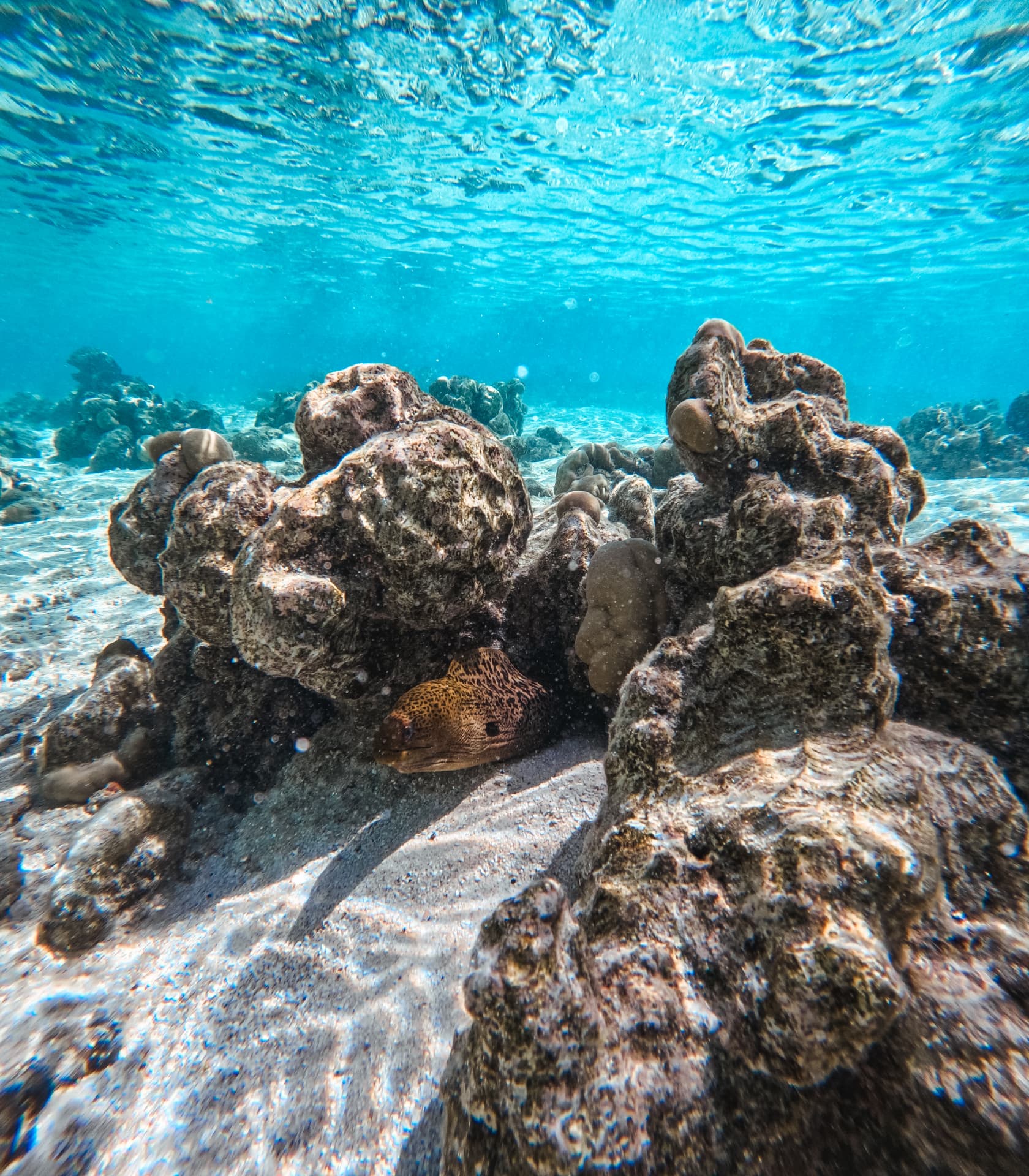 Moray eel tucked into a coral head on the lagoon floor
