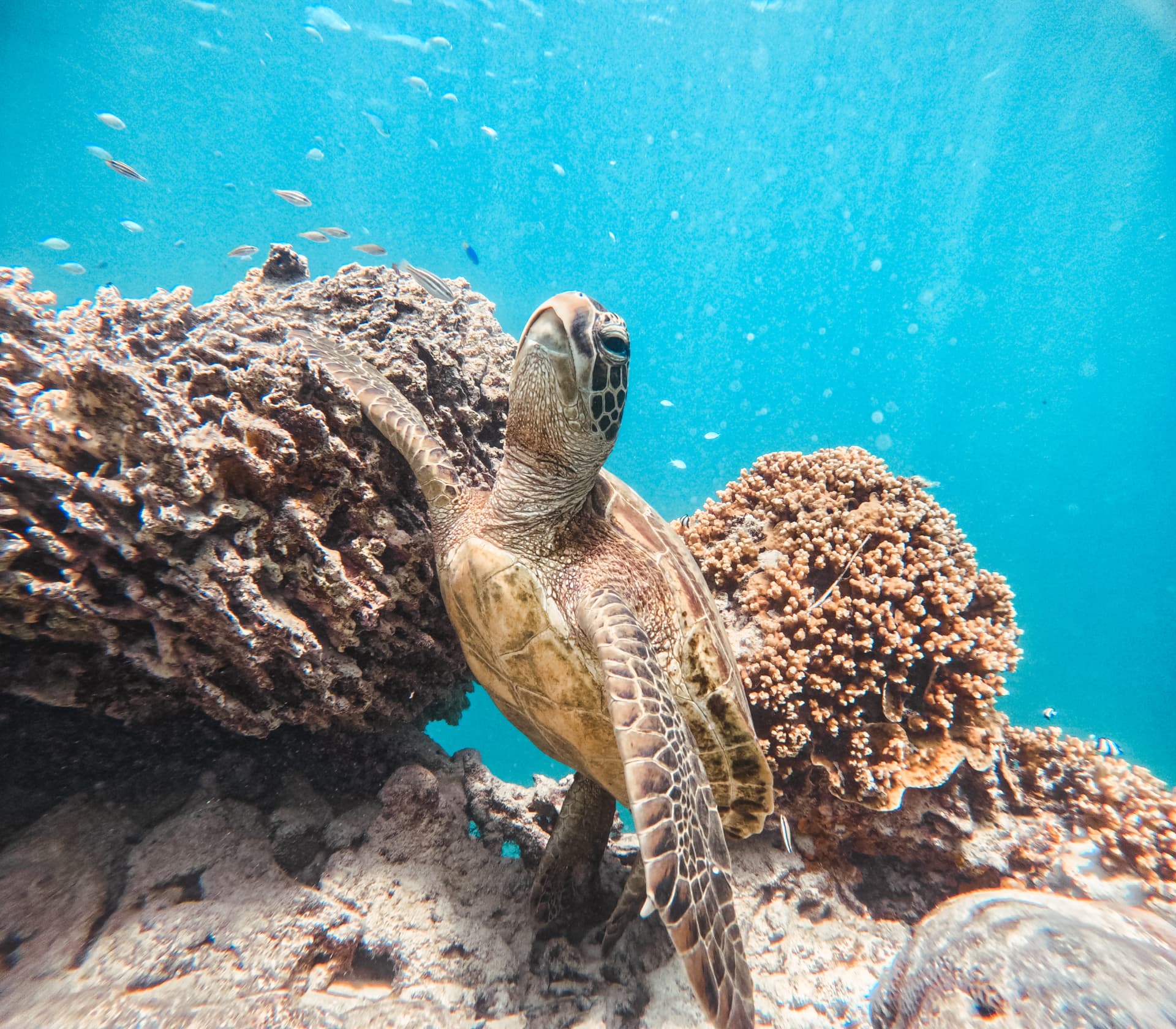 Green sea turtle resting on a coral ledge with reef fish