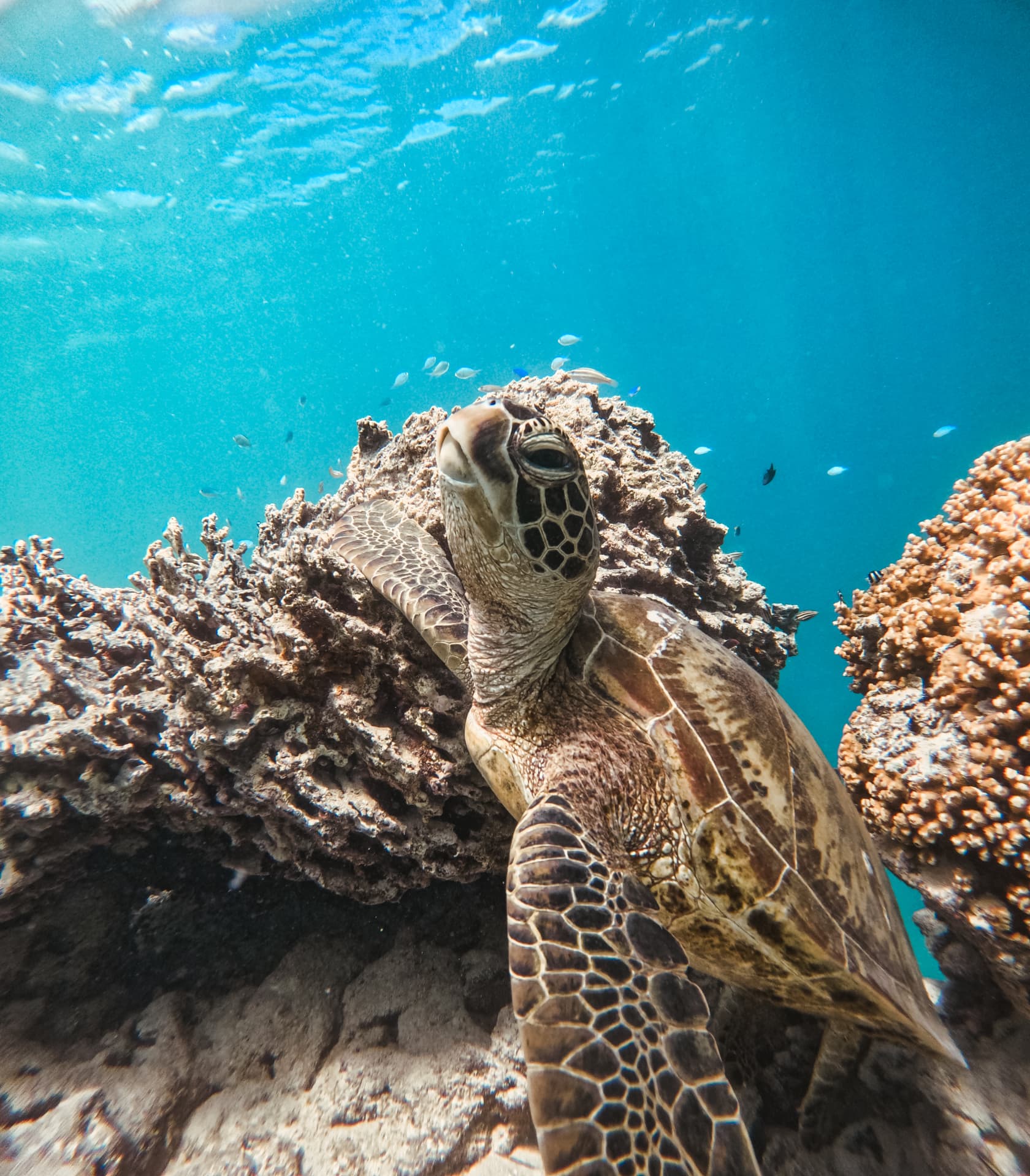 Close-up portrait of a green sea turtle resting among coral
