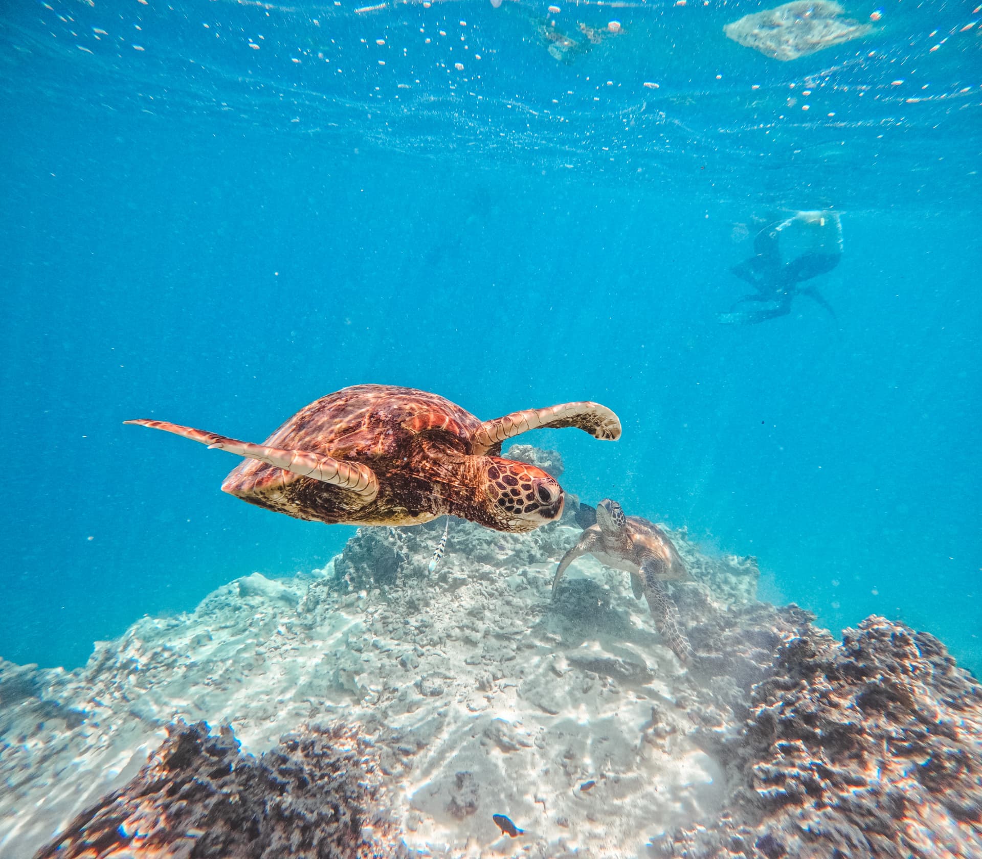 Two turtles swimming through clear blue water with a snorkeller above