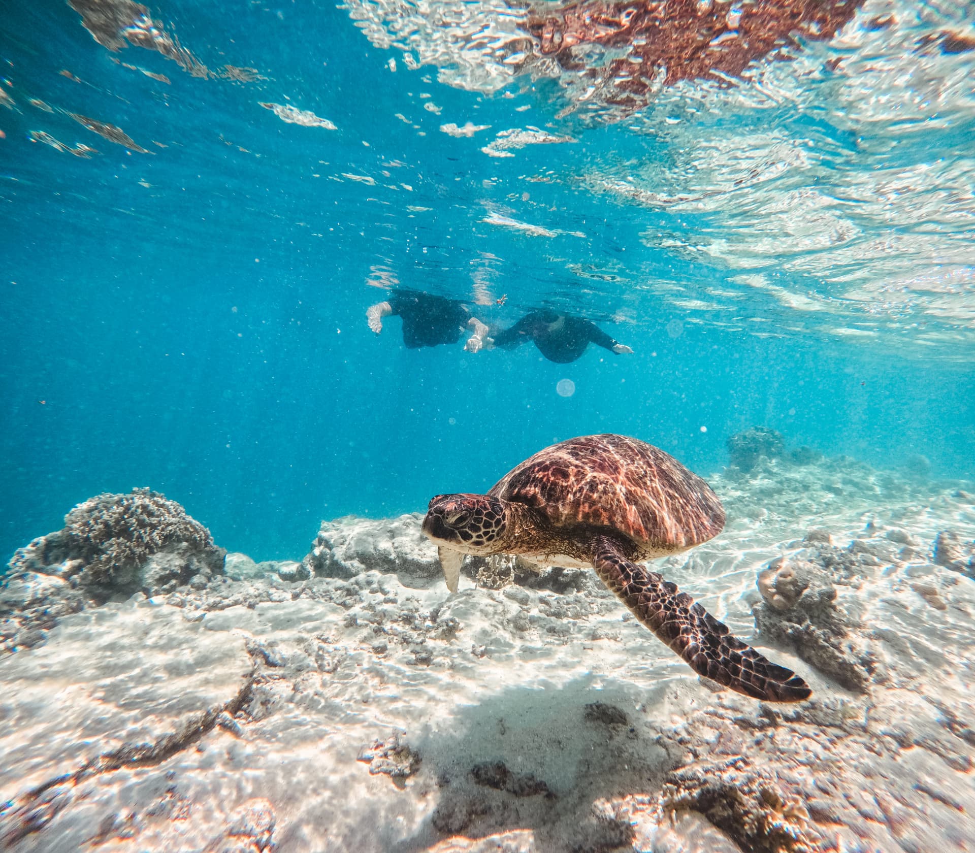 Turtle cruising the shallow reef while guests watch from the surface
