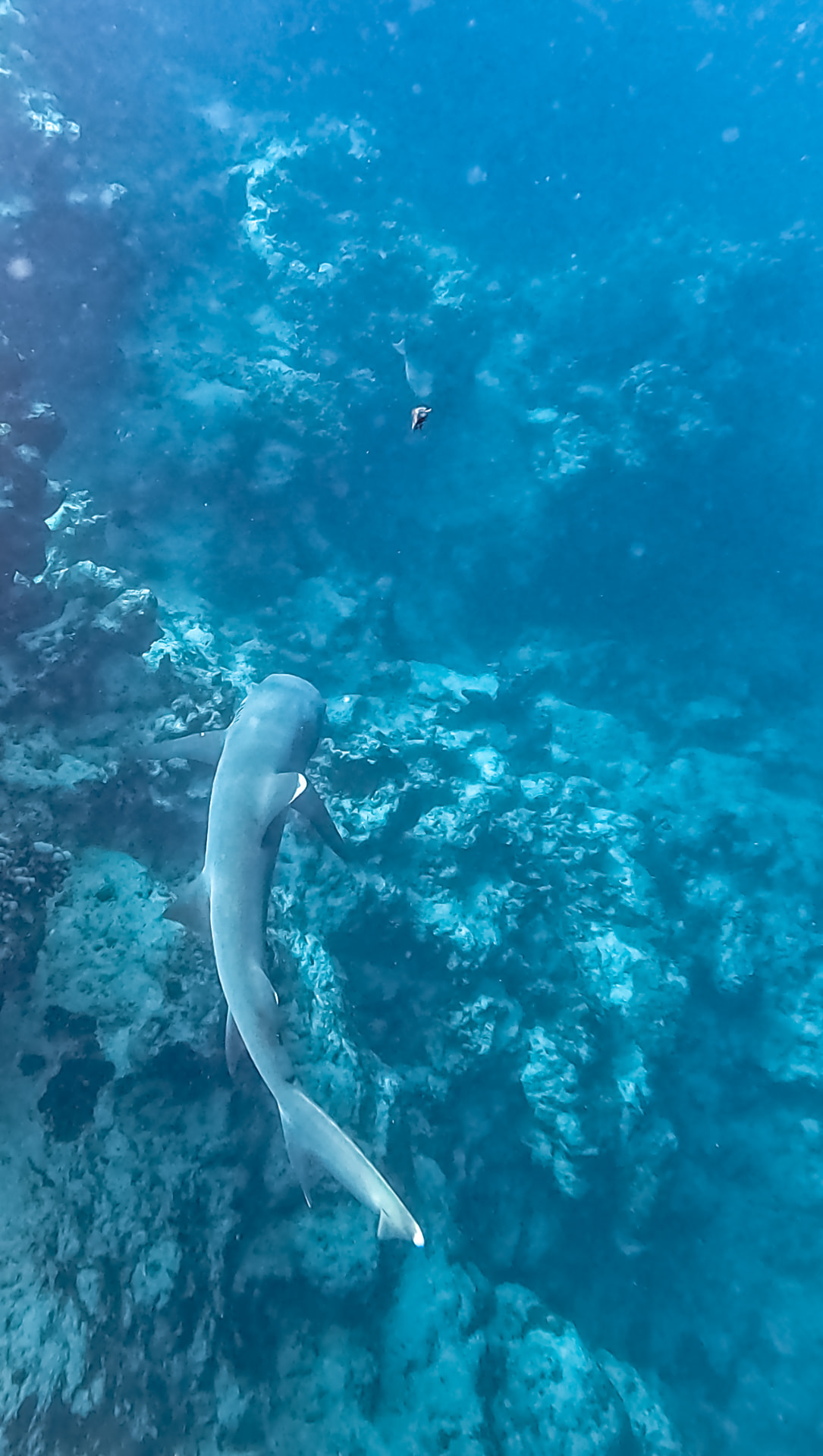 Whitetip reef shark cruising along the outer reef wall