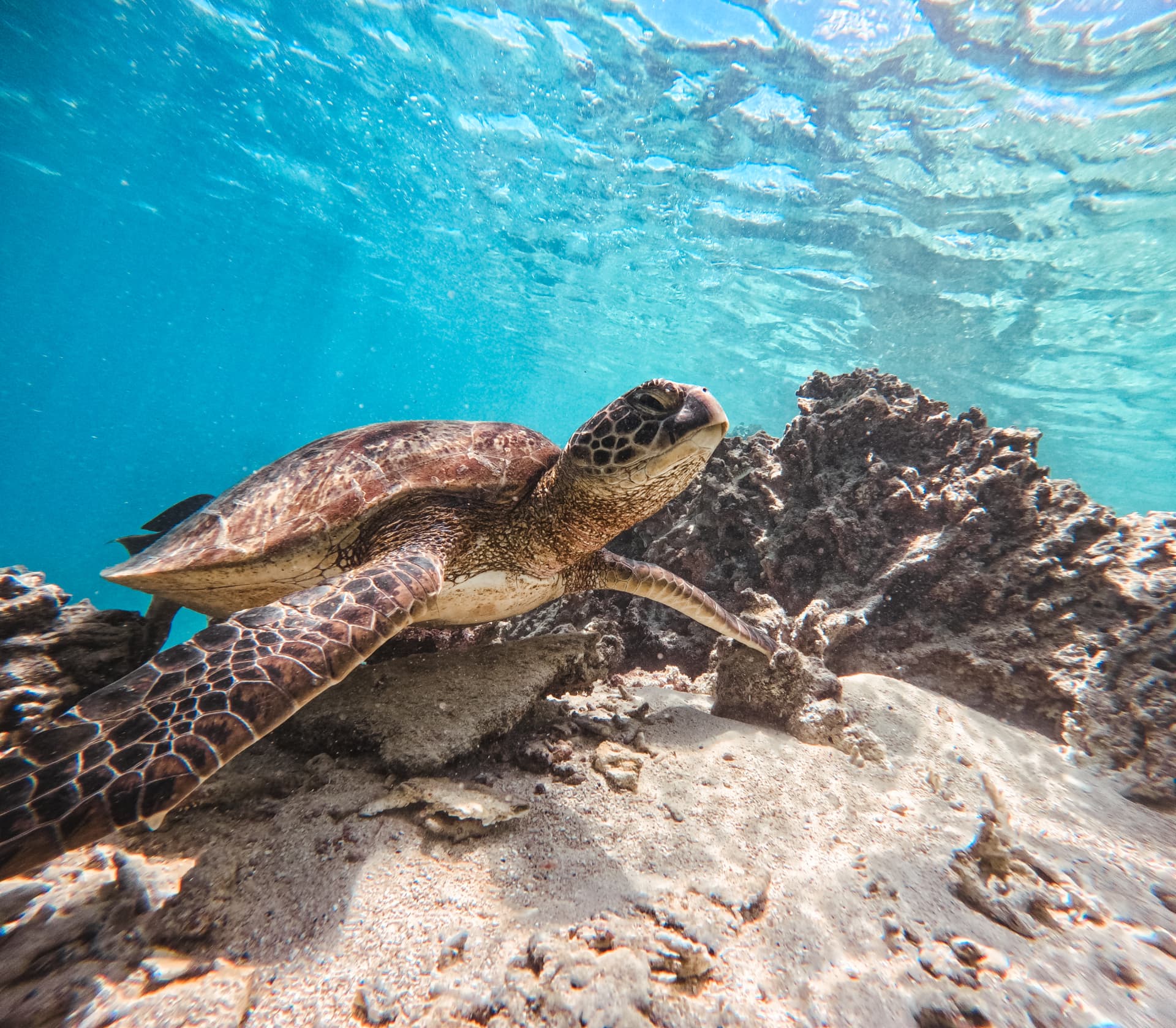 Green sea turtle resting on a reef ledge in bright sunlight