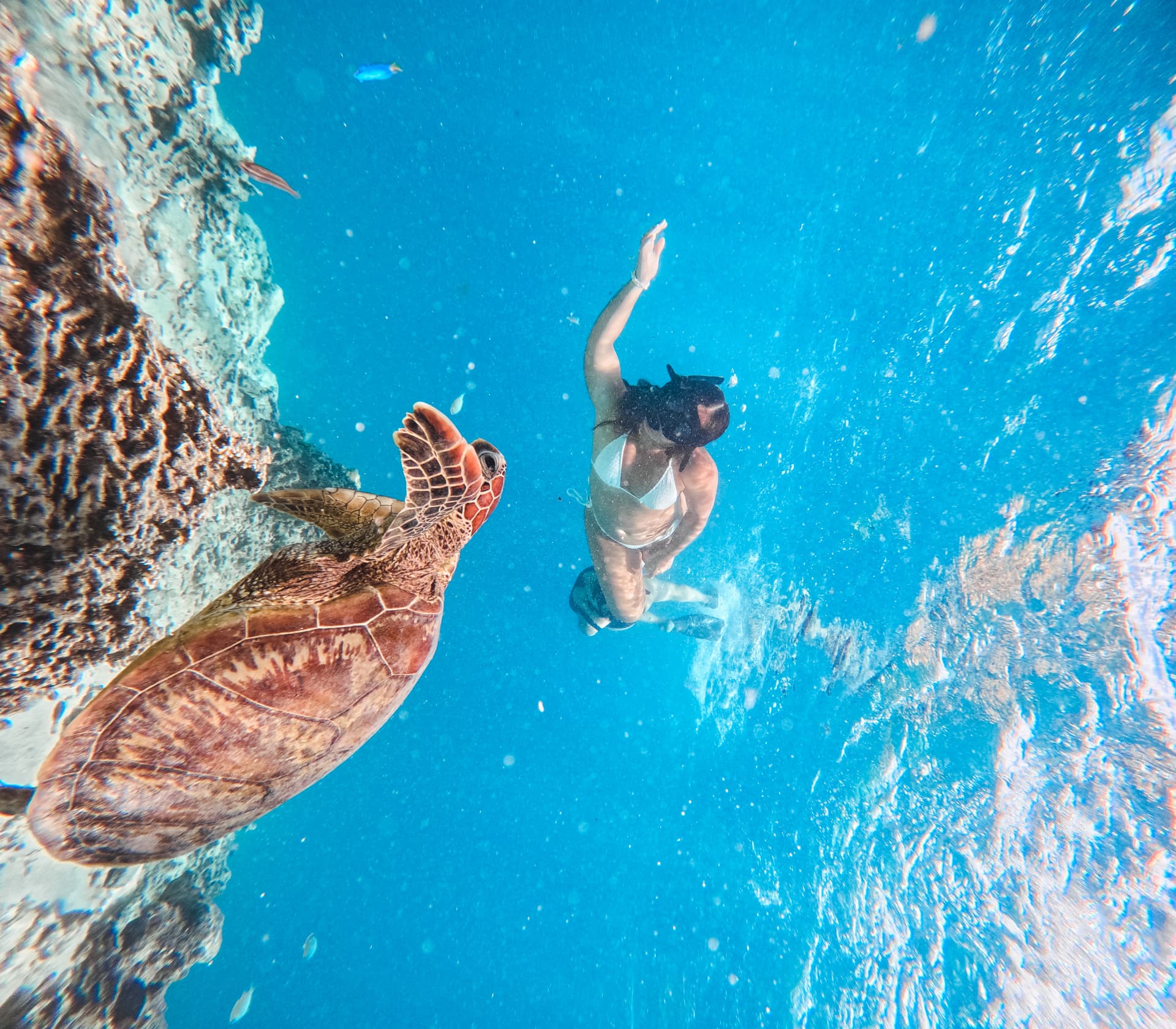 Snorkeller meeting a green sea turtle at eye level