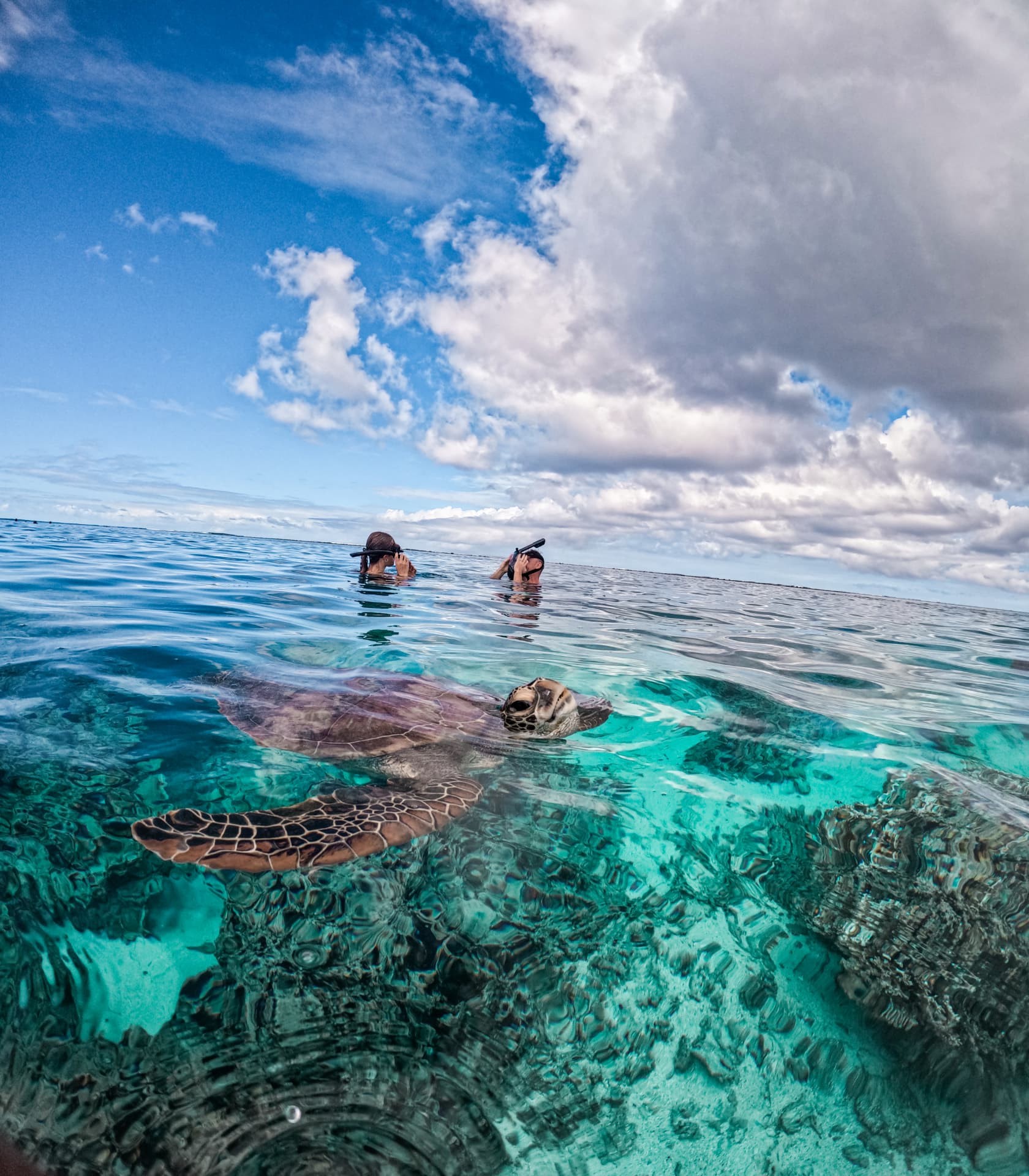 Turtle surfacing for air with snorkellers watching nearby