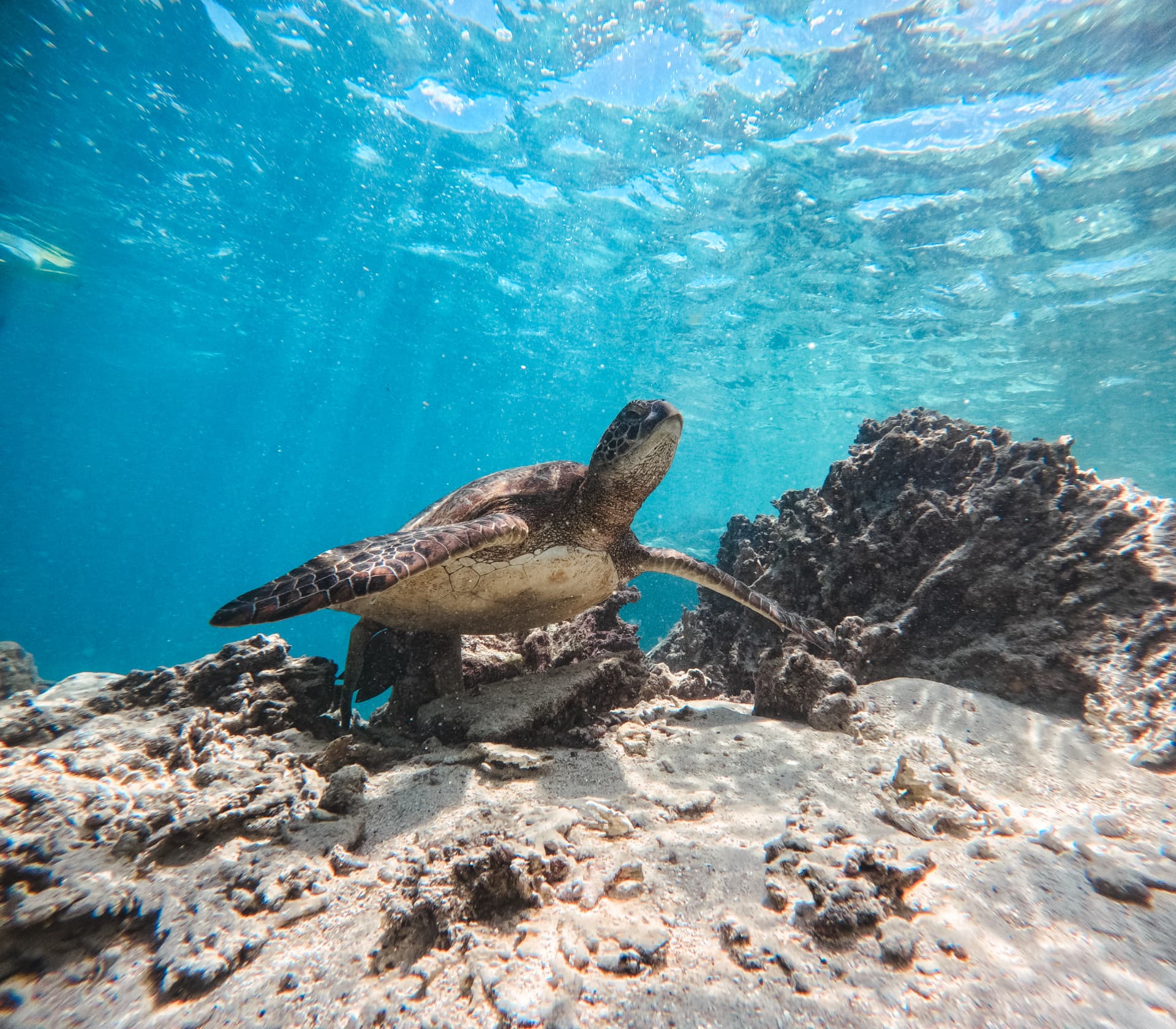 Turtle cruising over the sandy reef floor with sunrays overhead