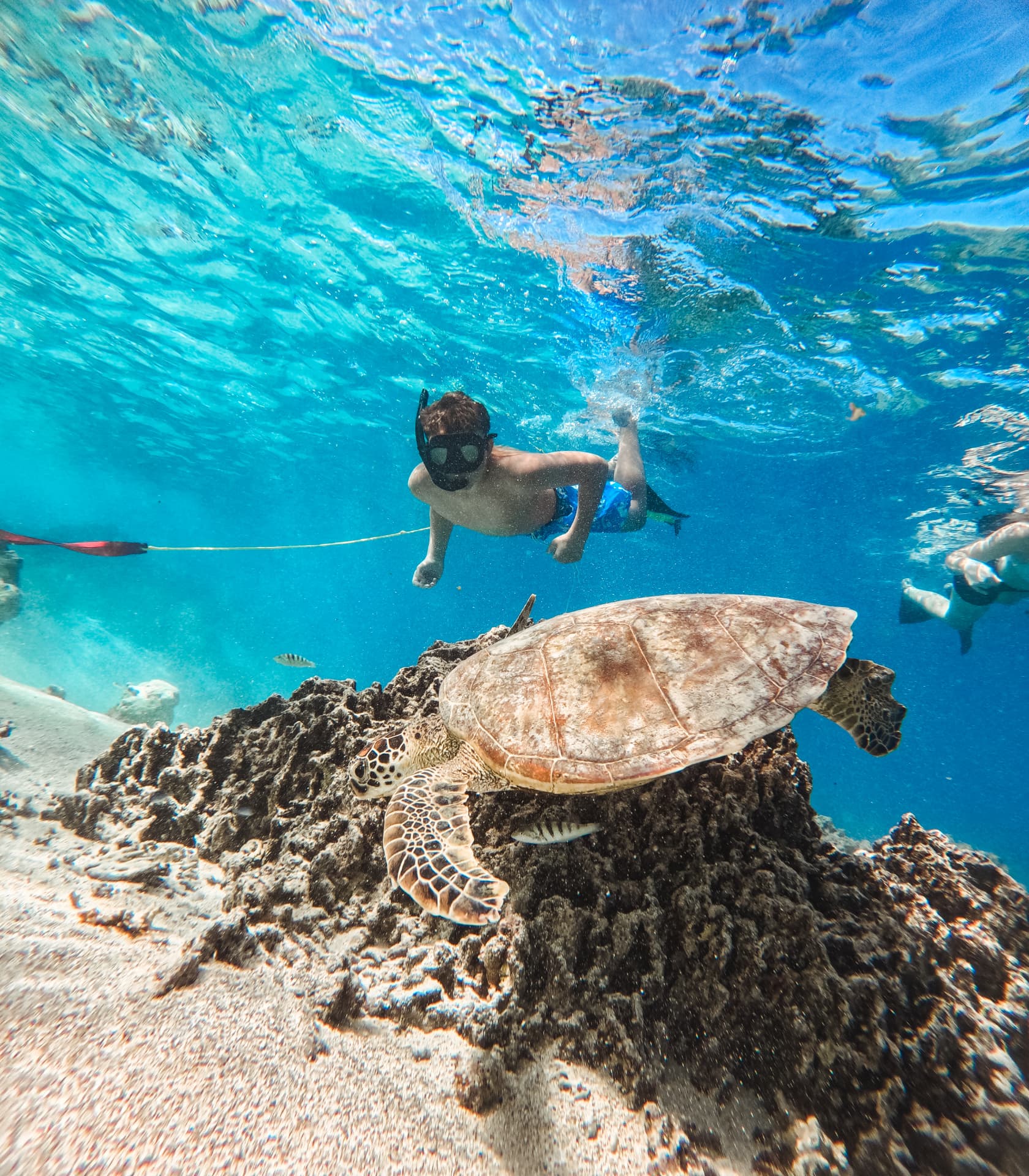 Young snorkeller watching a sea turtle rest on the reef