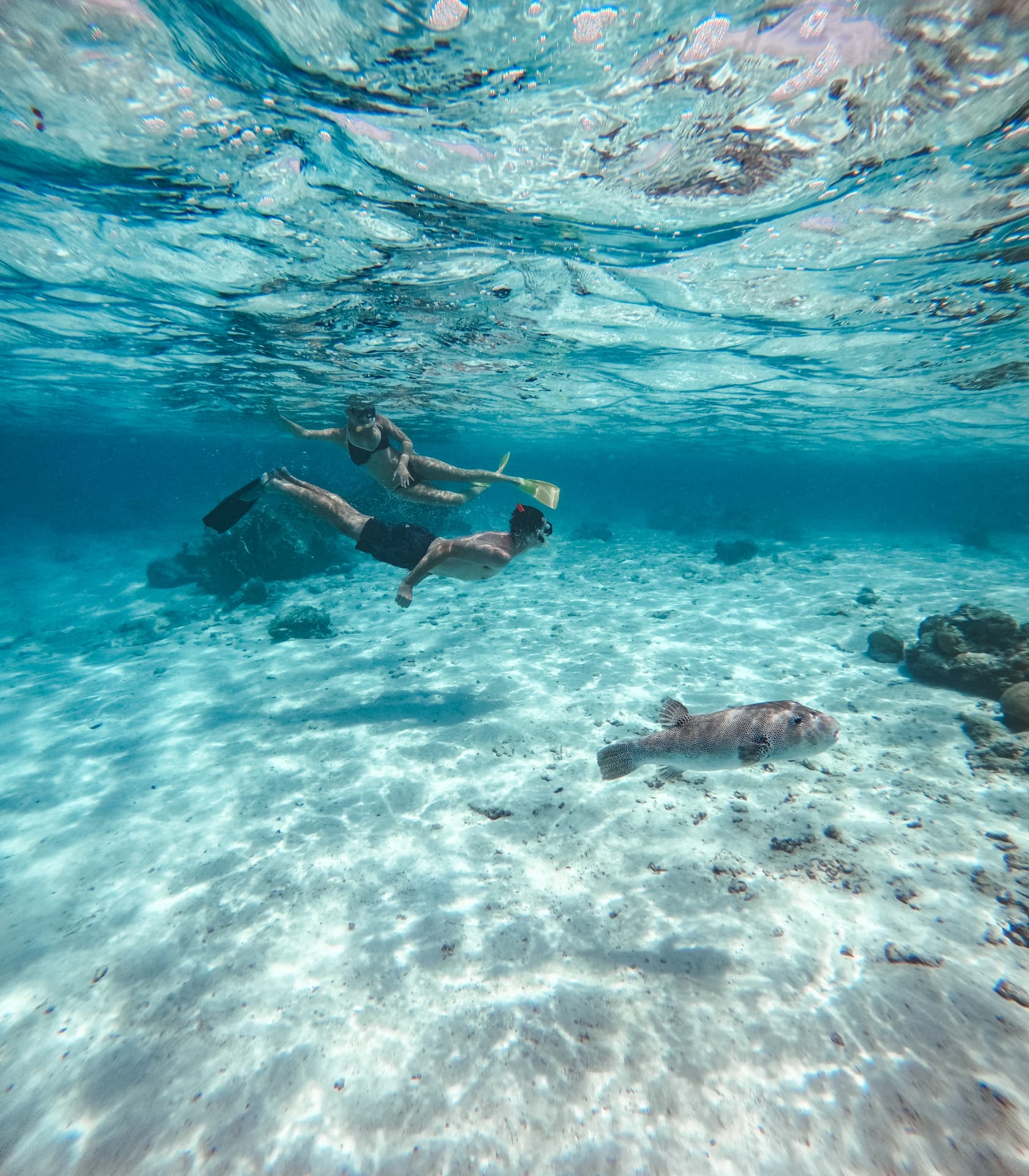 Two snorkellers gliding over white sand as a pufferfish swims past