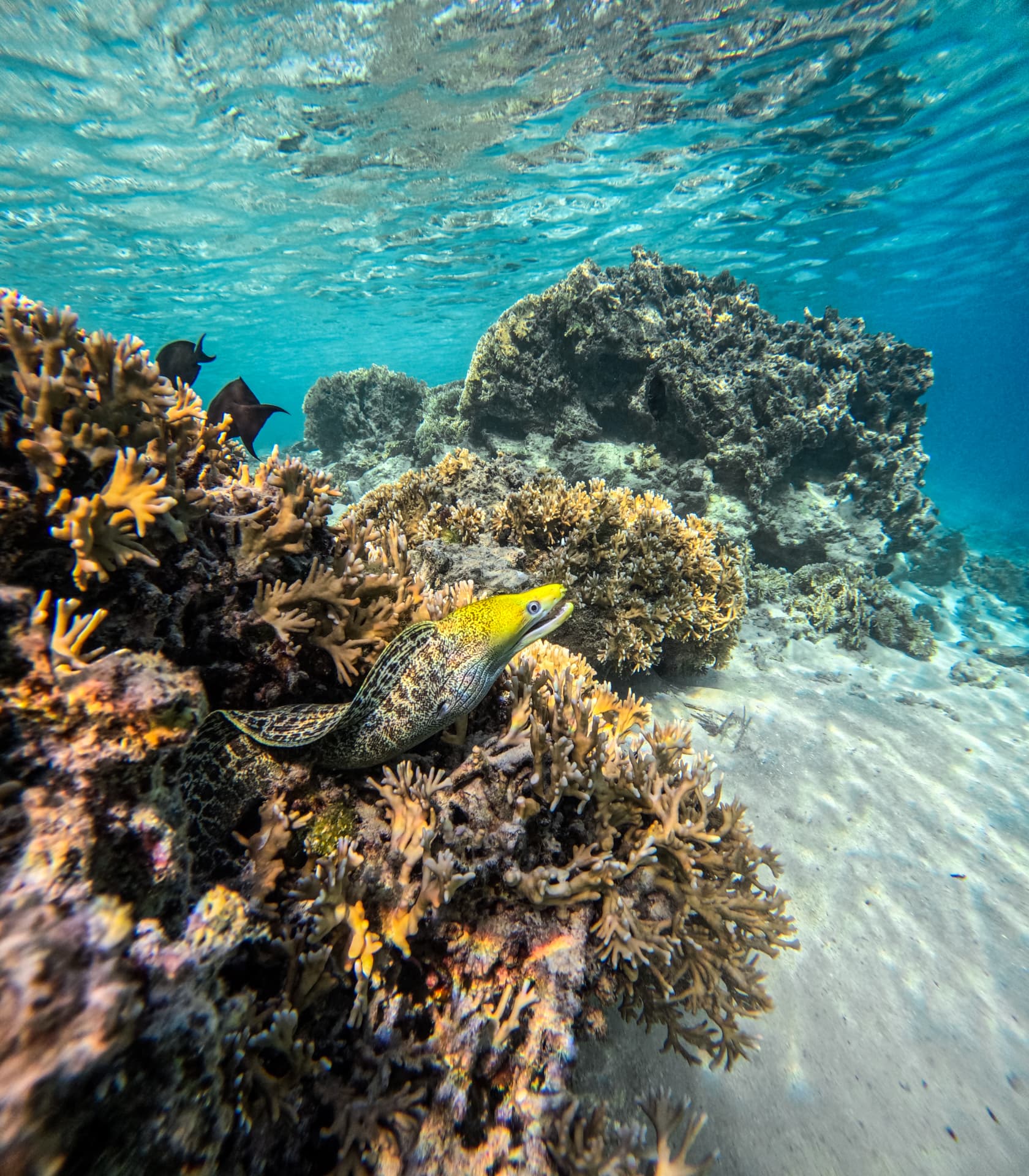 Moray eel peeking out from the coral on Rarotonga's reef