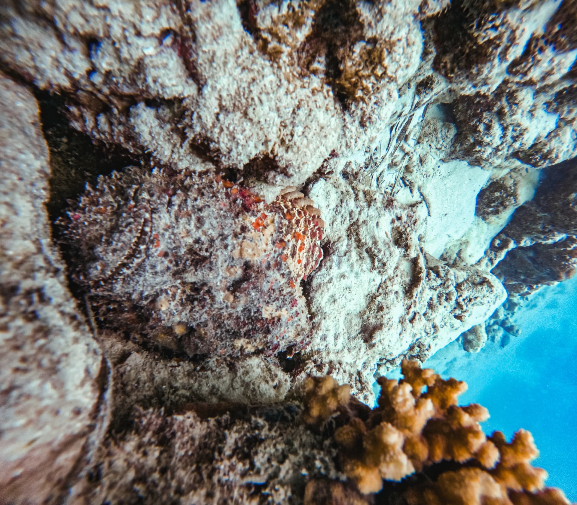 Camouflaged stonefish hidden against the reef rock