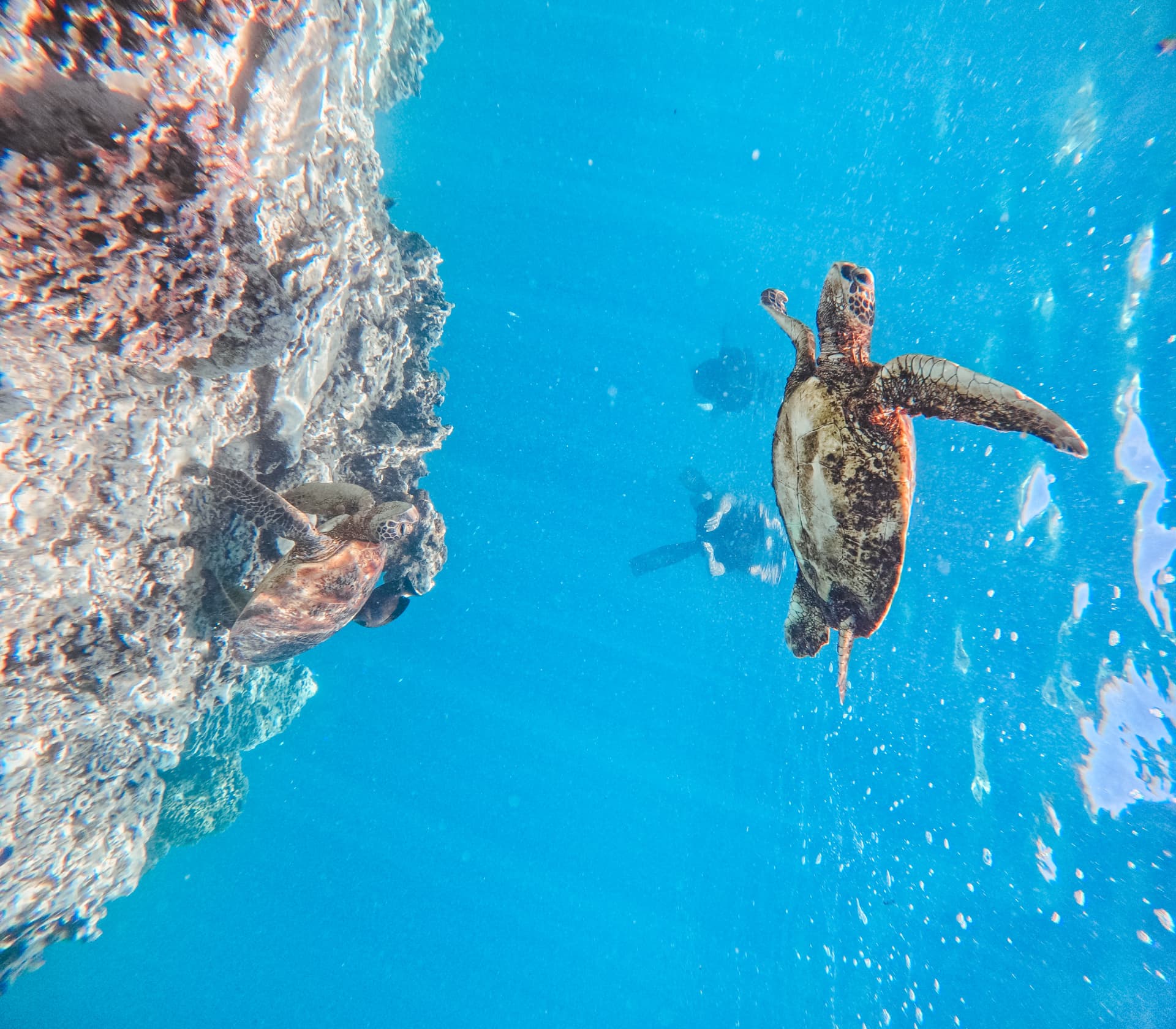 Two turtles cruising along the reef edge in deep blue water