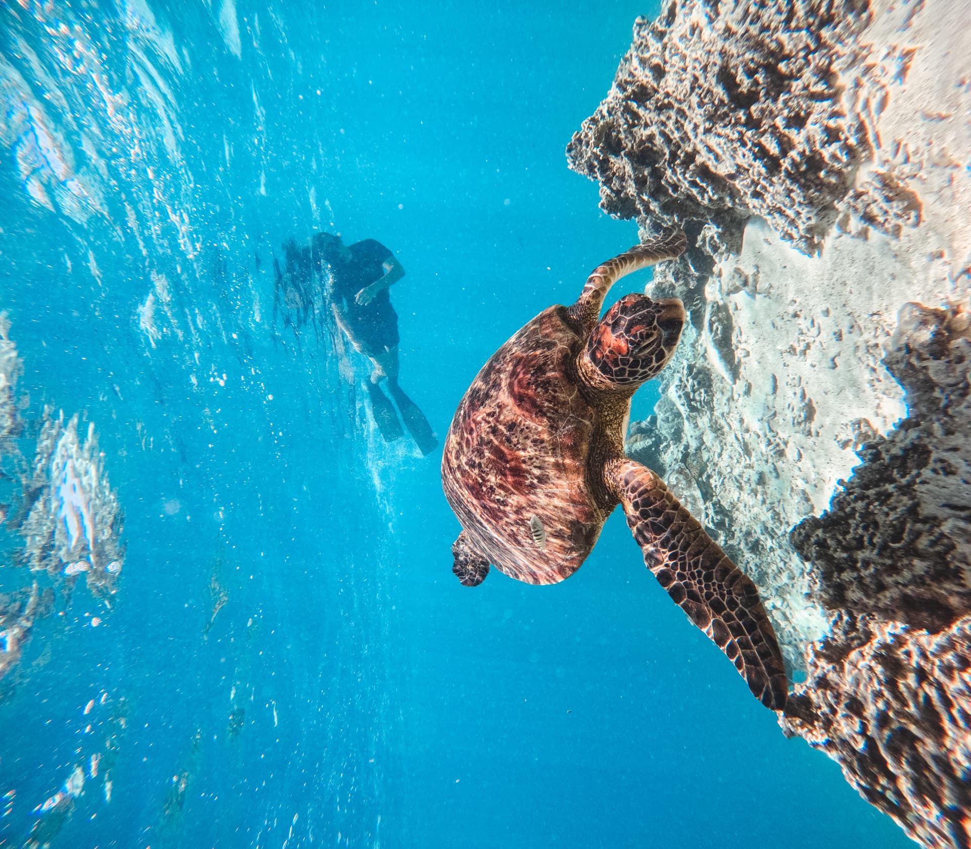Turtle along the reef wall with a freediver in the blue behind