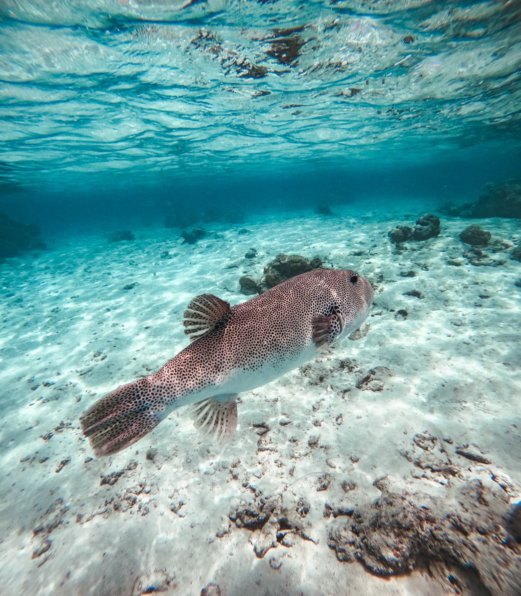 Spotted pufferfish drifting over a white sand flat