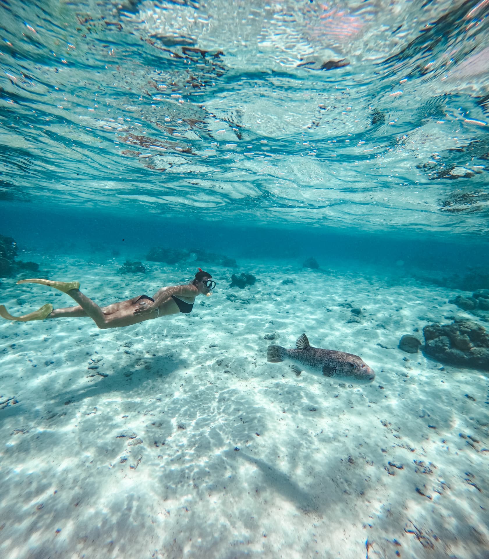 Freediver gliding past a pufferfish over the sandy lagoon floor