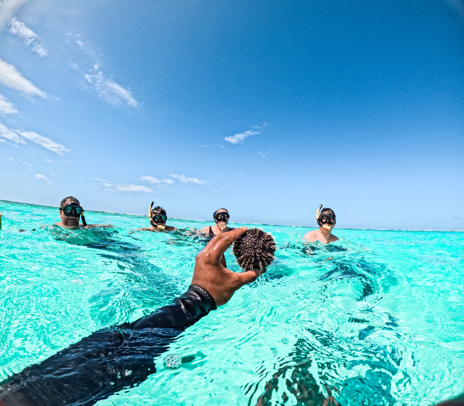 Guests snorkelling in the turquoise Rarotonga lagoon while a guide holds a sea urchin