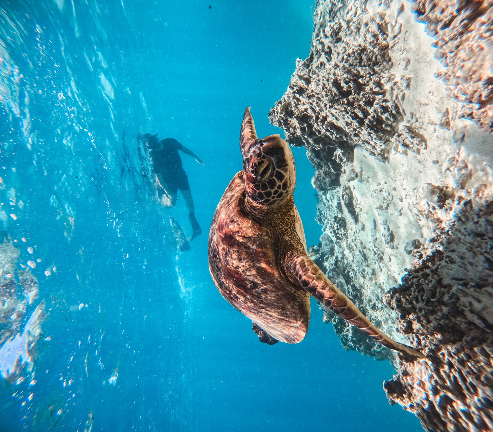 Green sea turtle on the reef with a snorkeller drifting behind