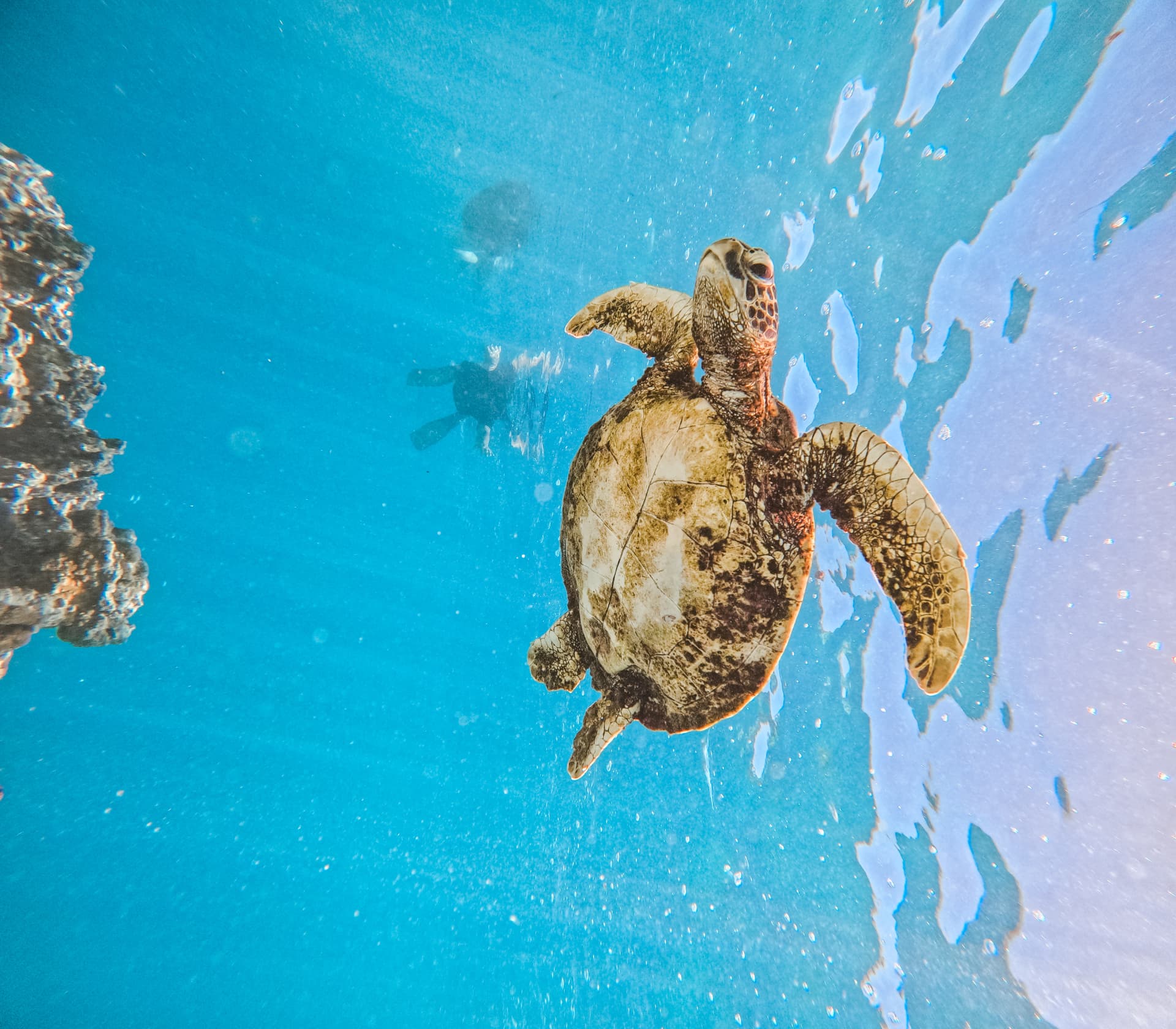 Sea turtle rising toward the surface with snorkellers above