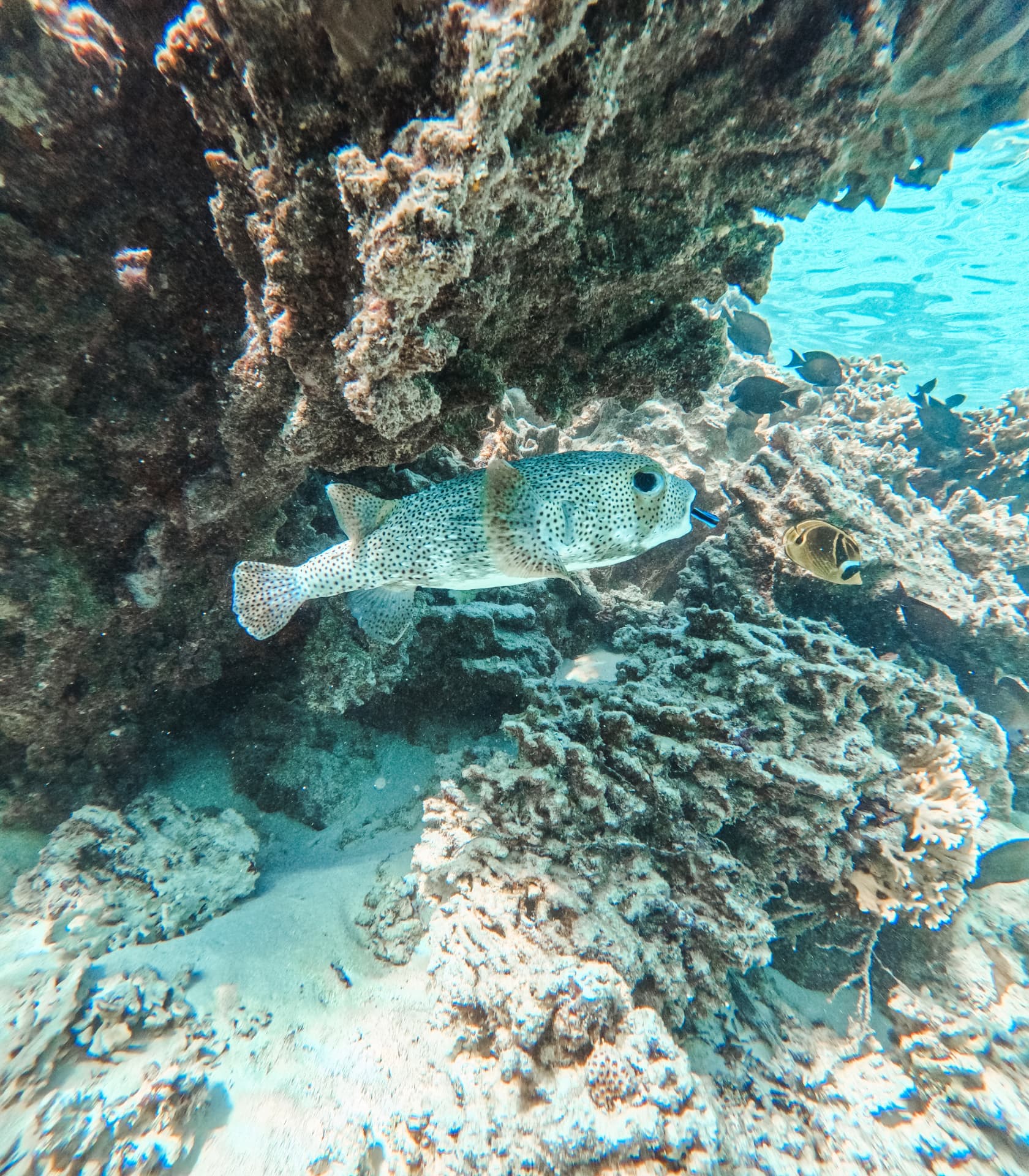 Porcupinefish hovering under a coral ledge with reef fish
