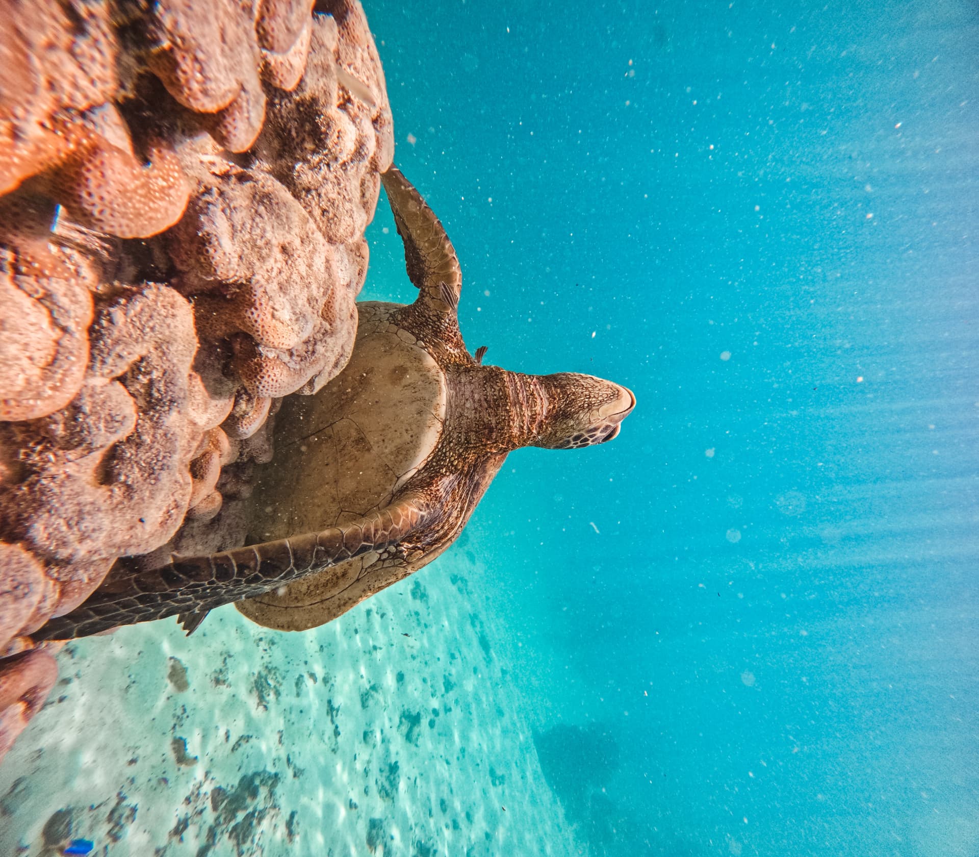 Green sea turtle resting against a large coral boulder