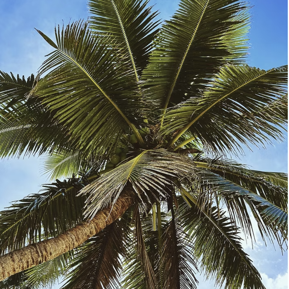 Looking up through a coconut palm canopy in Rarotonga