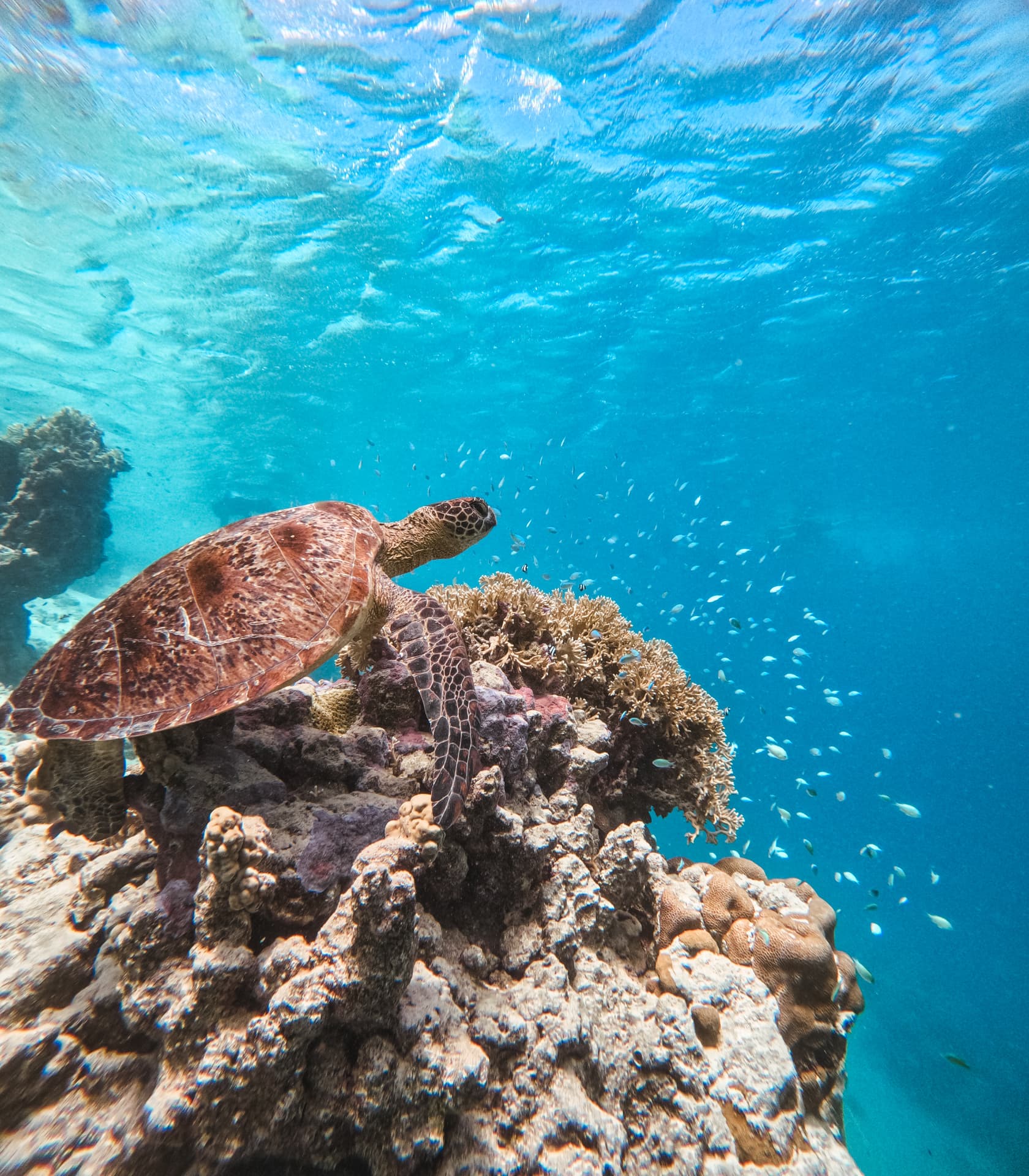 Turtle perched on coral as a school of fish passes by